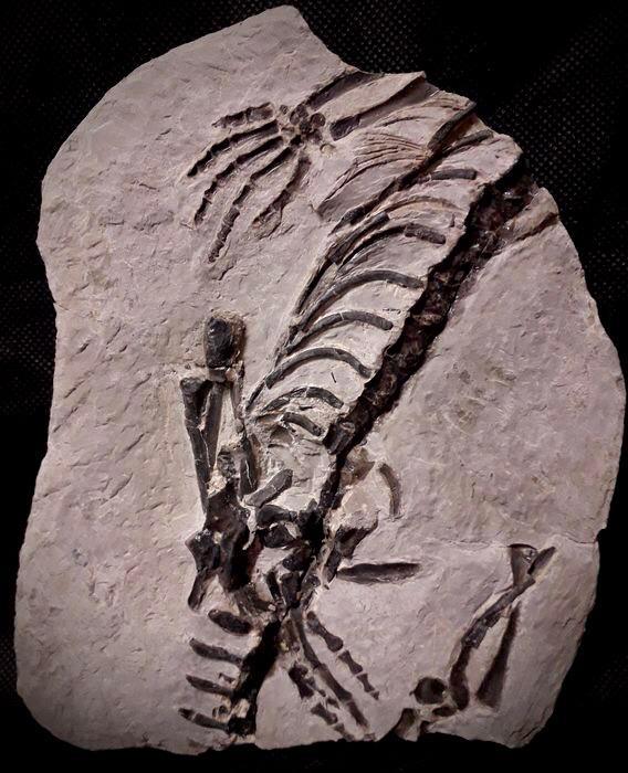 Claudiosaurus Skeleton from Sakamena Formation in Madagascar 🇲🇬 | Scrolller