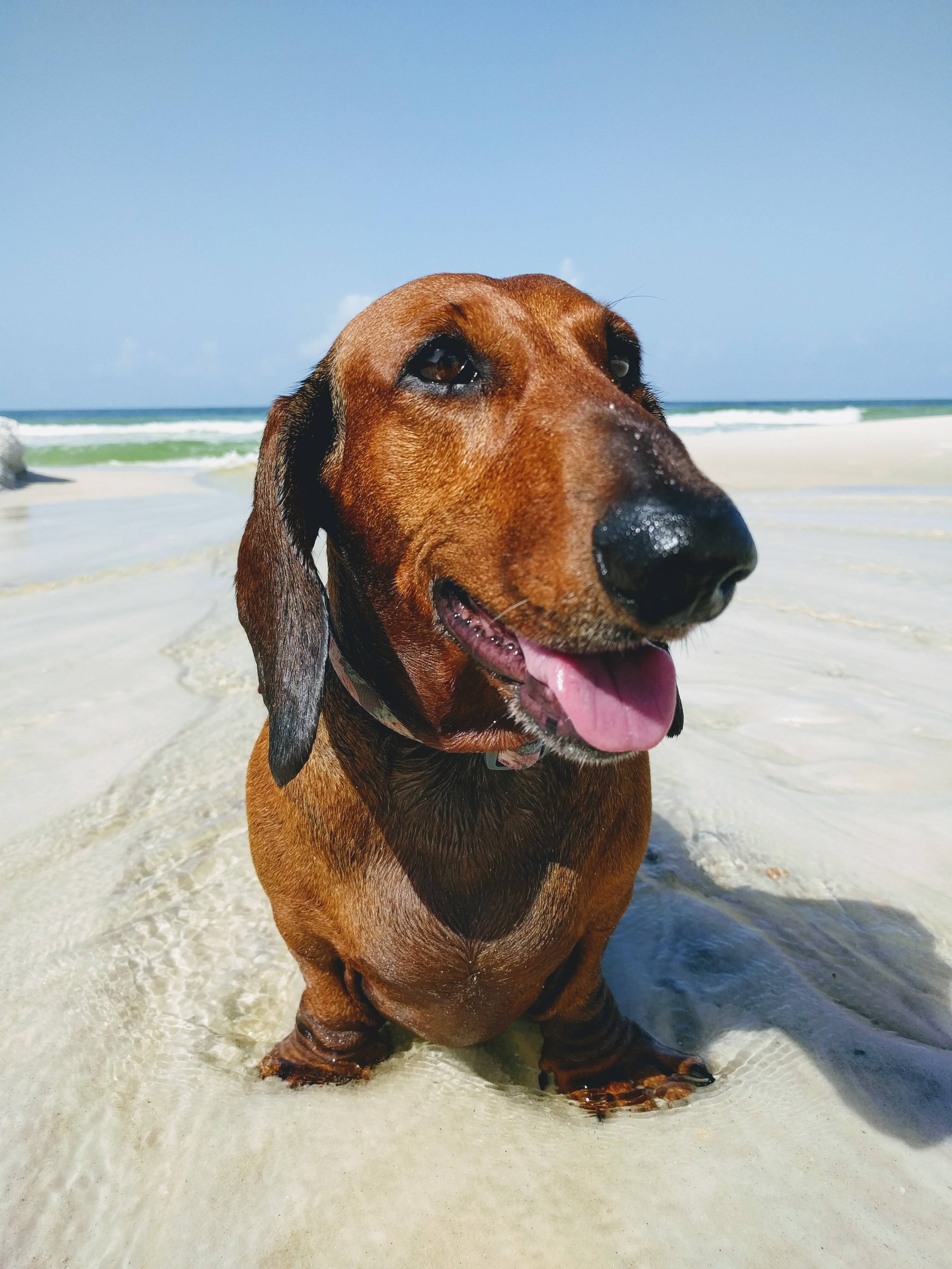 Cornbread, queen of the beach. We say goodbye to her tomorrow. Raise