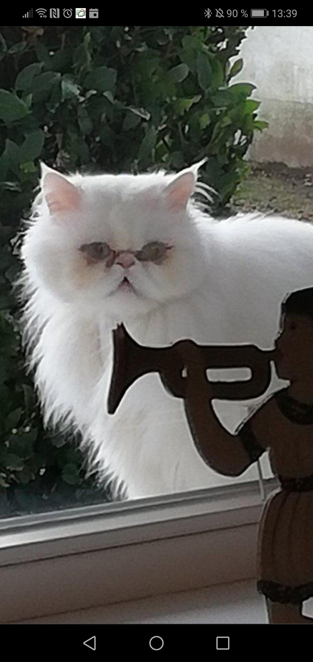 Cursed_window_peek | Scrolller