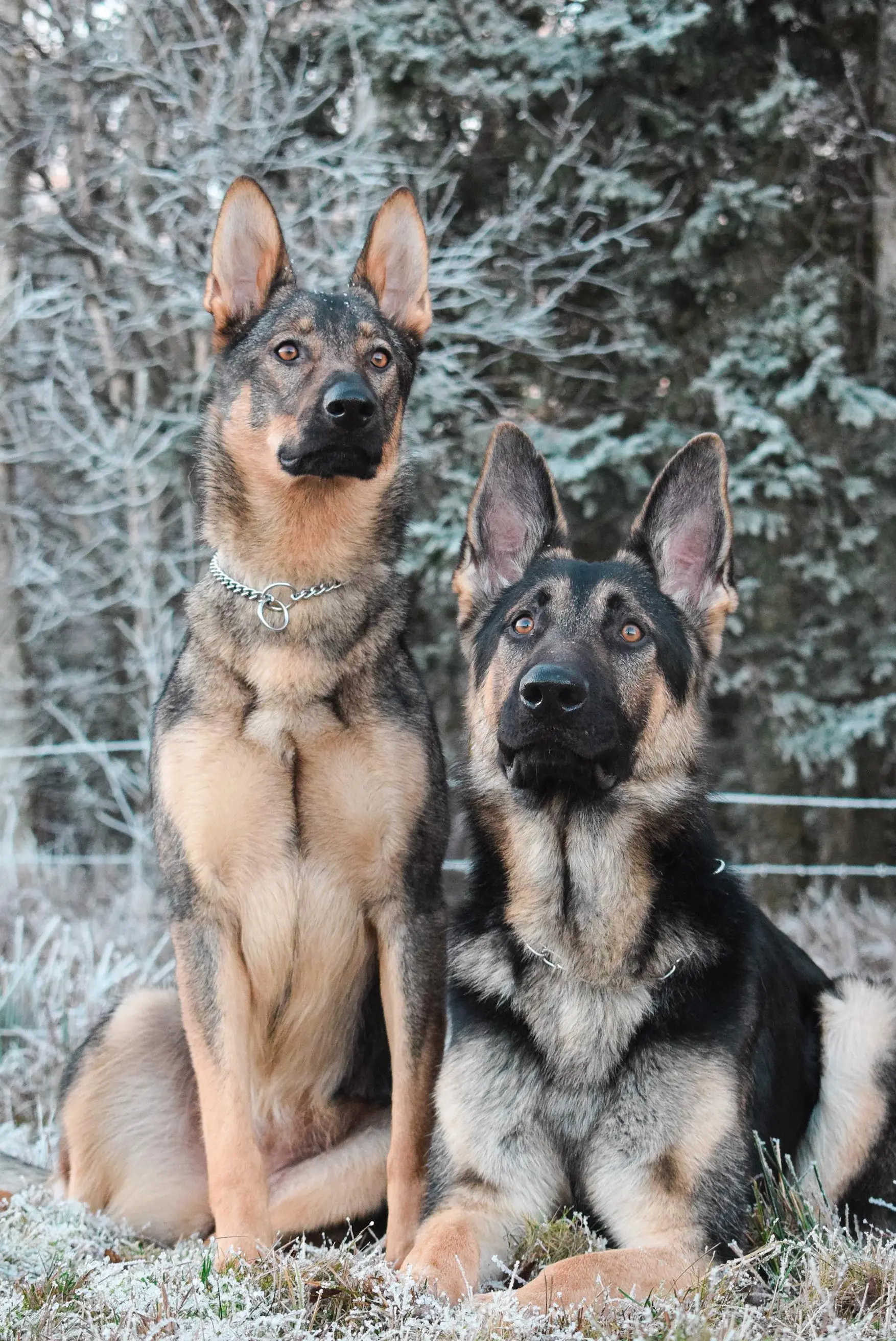 Two puppers waiting for a snack on a frosty morning! | Scrolller