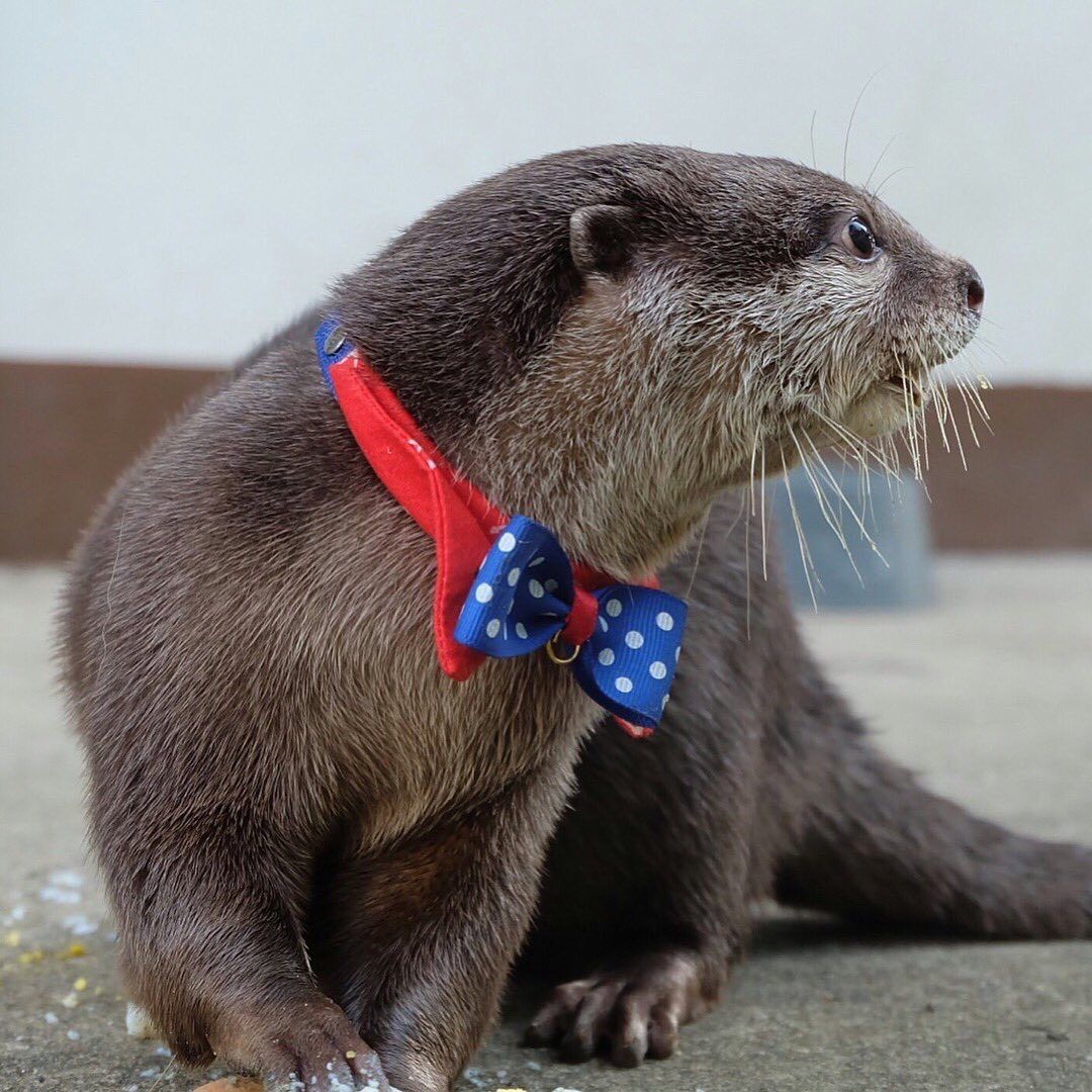 Colby Otter