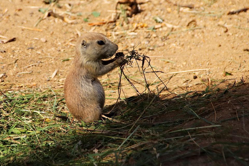 Cute Prairie dog Cub. They were totally cute. | Scrolller