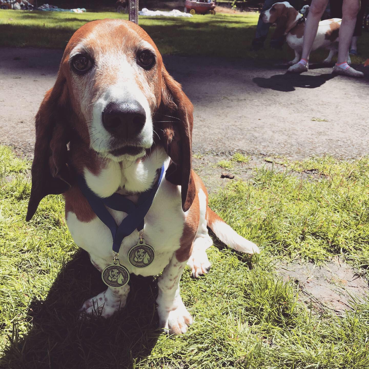 Daisy came in first in the Competitive Napping event! She also was the ...