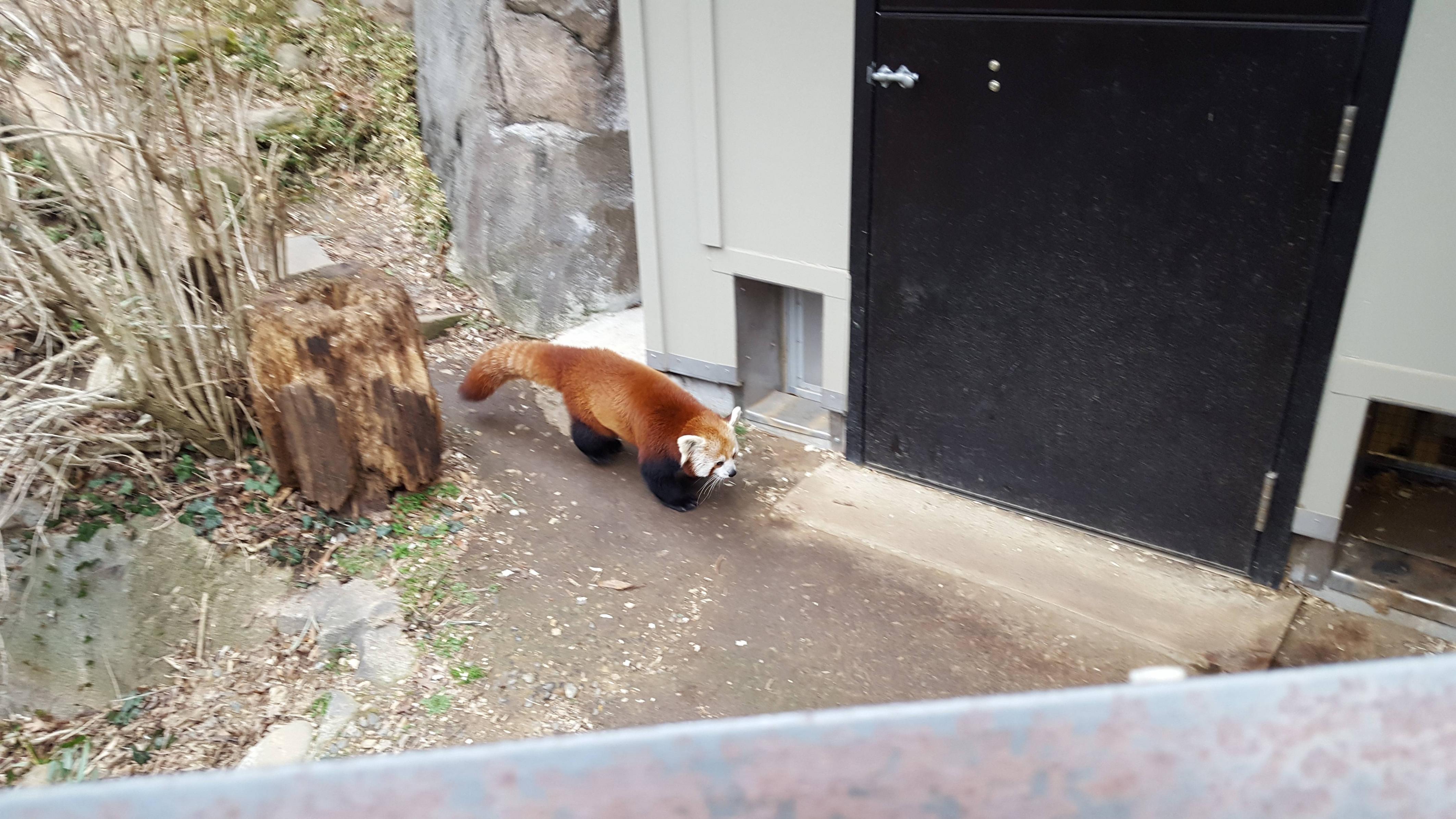 DC's Smithsonian zoo's cutest resident Scrolller