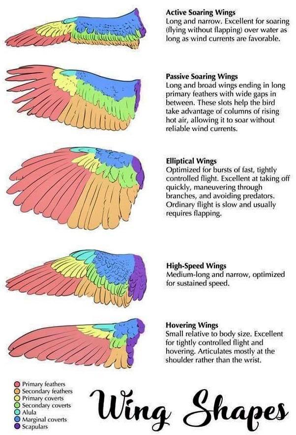 Detailed guide to different types of bird wings and their functional ...