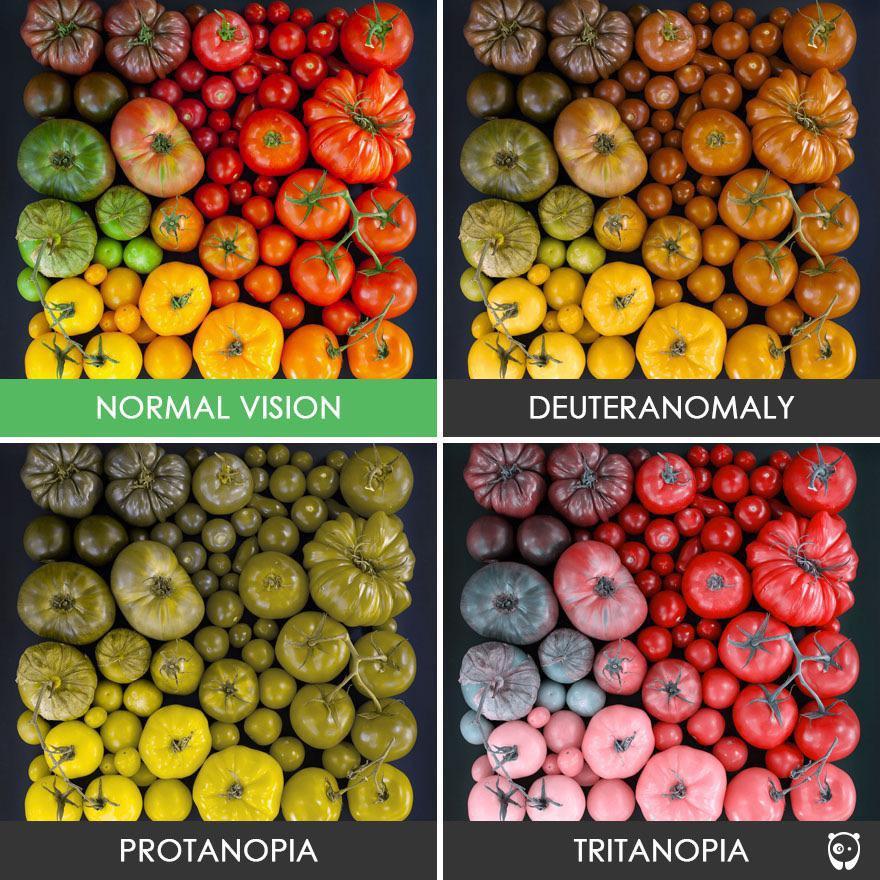 different-types-of-color-blindness-explained-visually-scrolller