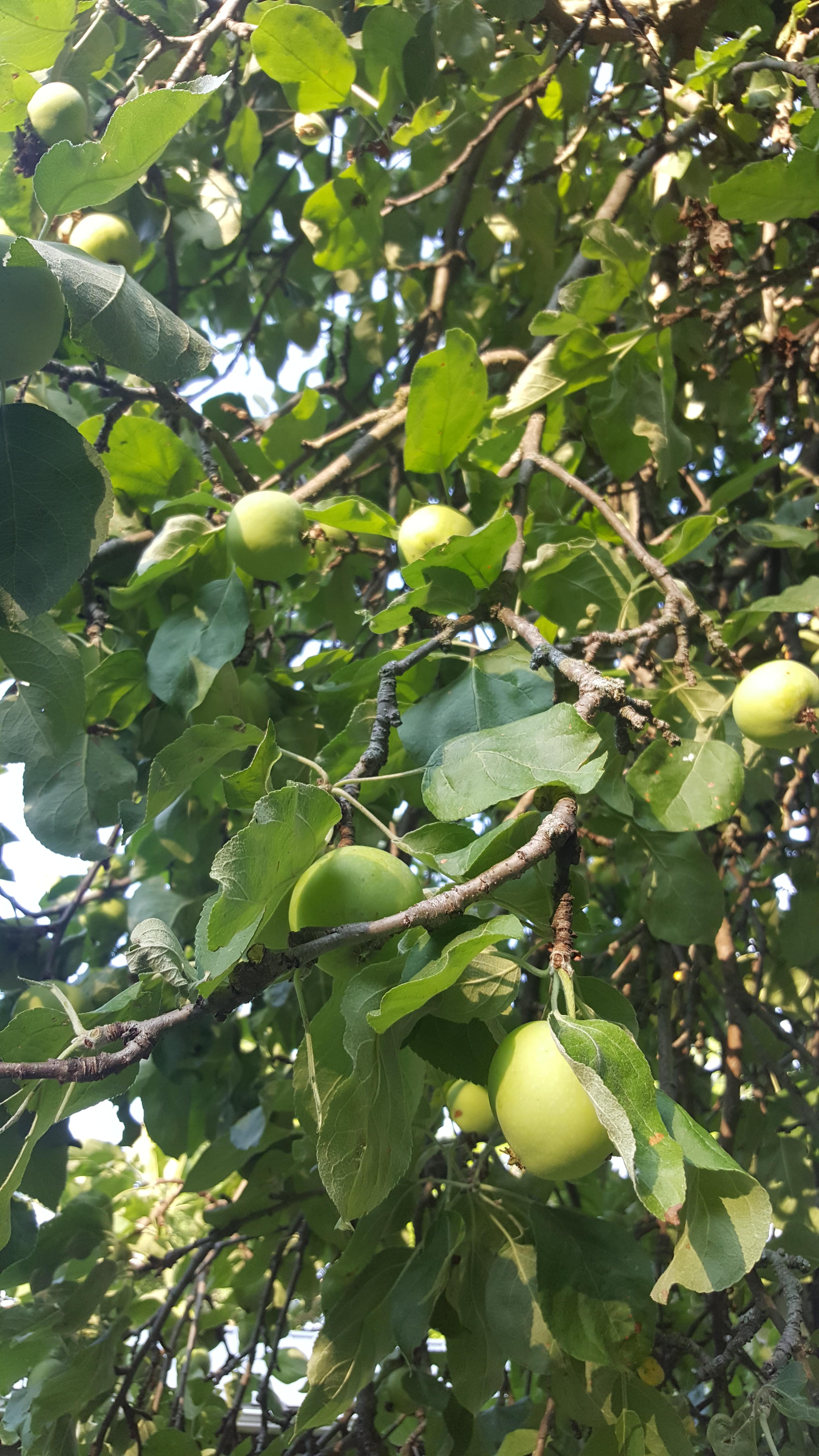 Does anyone know the variety of these apples? The tree is at least 20 ...