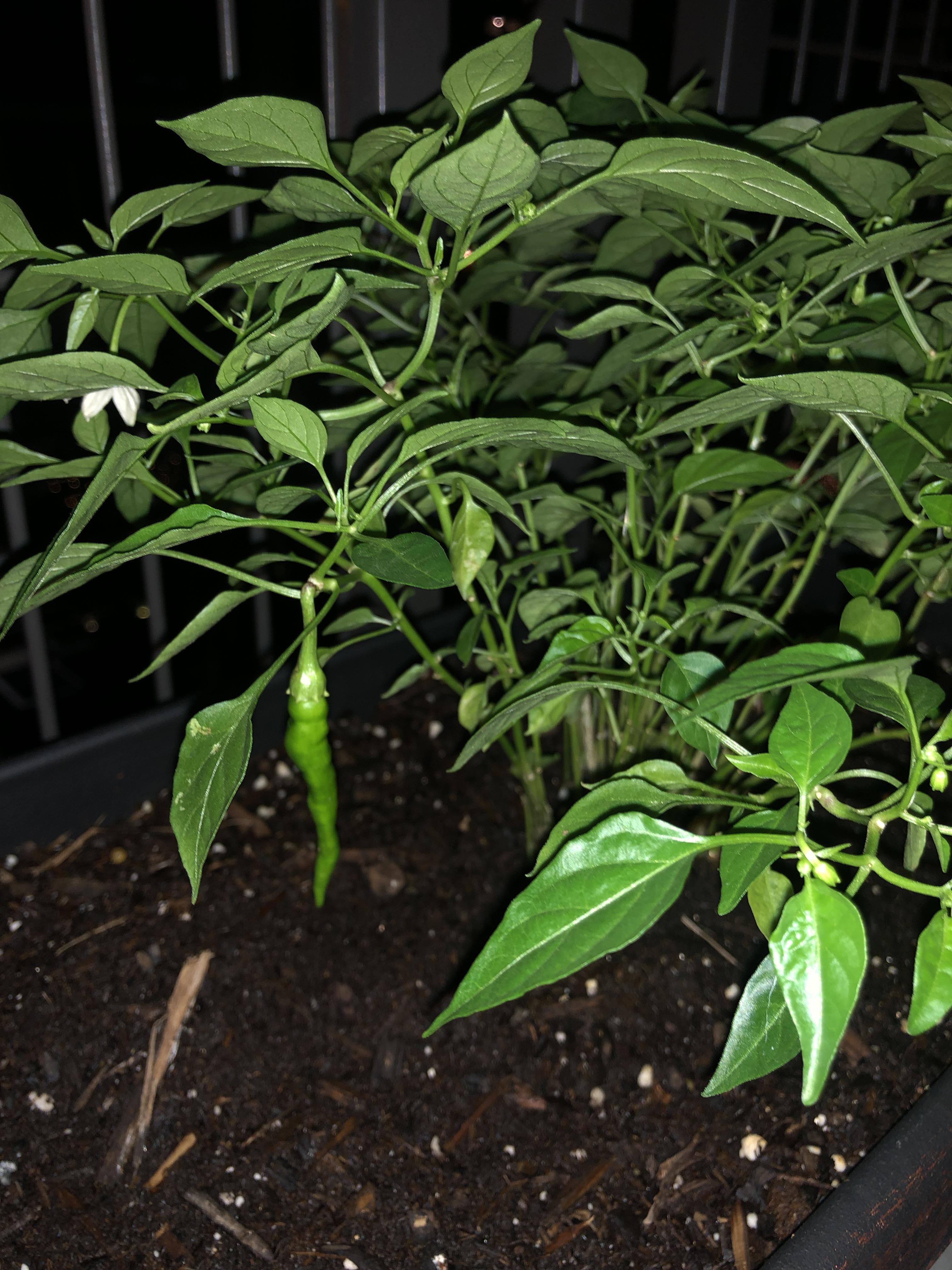 does-anyone-know-what-pepper-this-may-be-and-why-is-only-one-growing