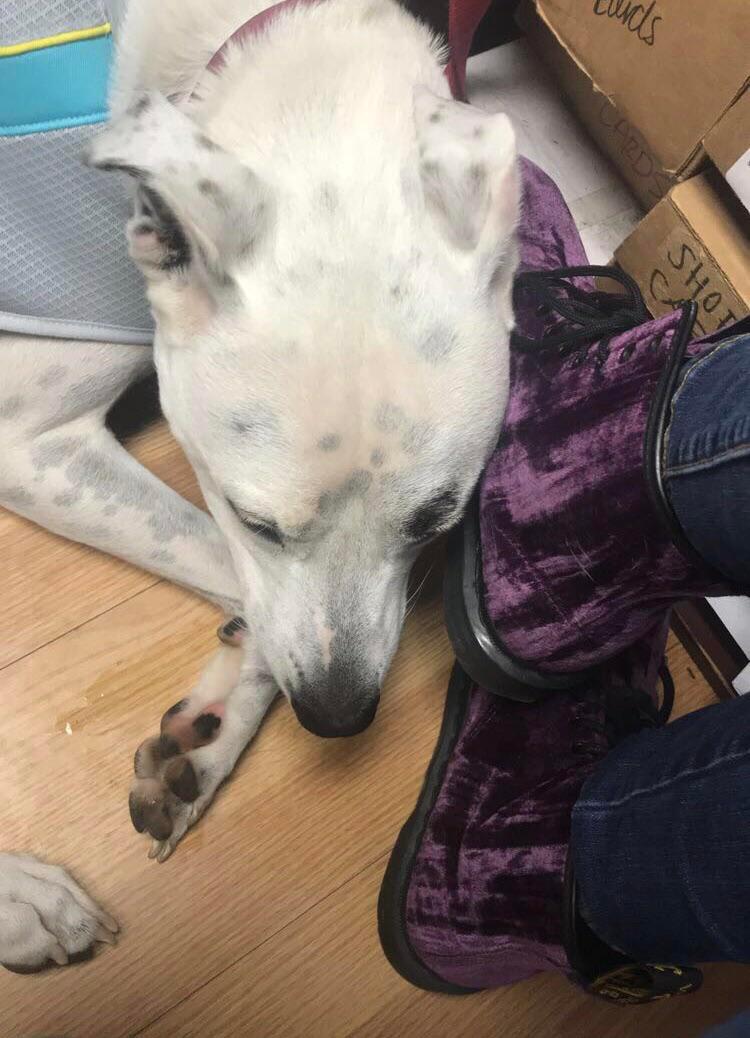 Dogs Leaning on Docs = Aesthetic Scrolller