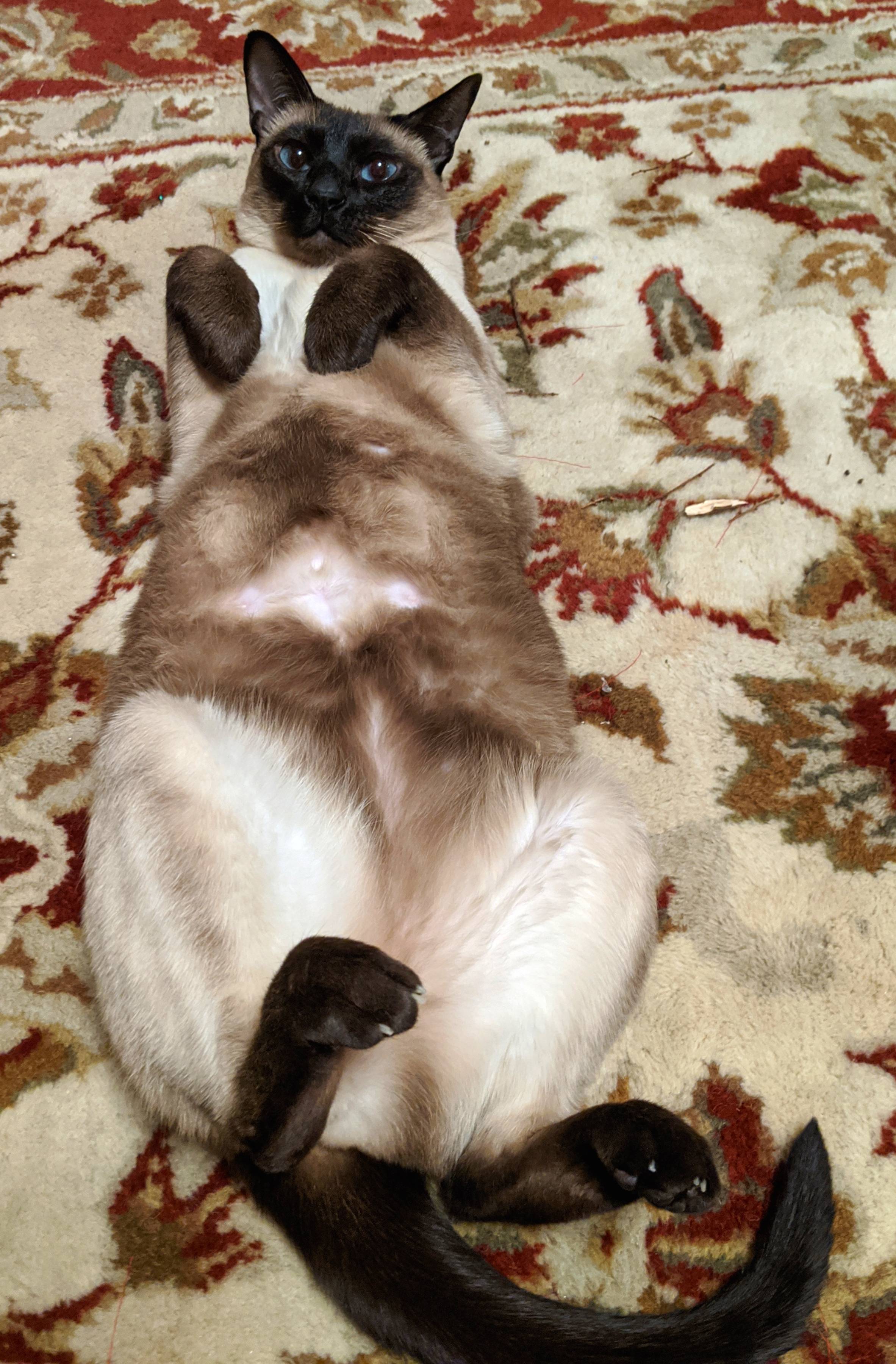 Don't let her trick you... Scrolller