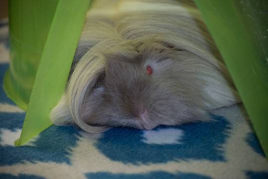 Duke the Guinea Pig, chilling in his Pigloo next to my desk.