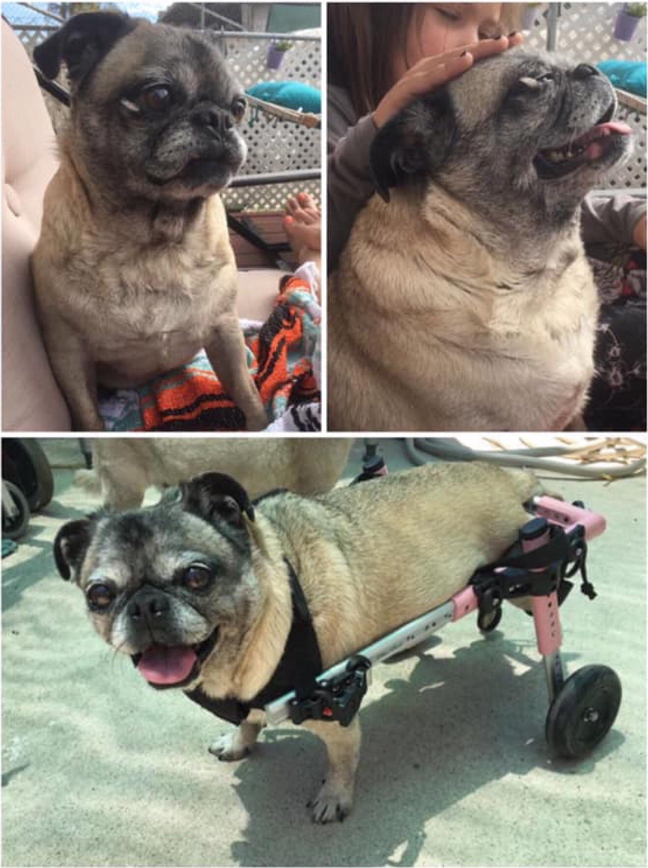 Elderly paralyzed pug dog named Gaga missing from front yard on Ventura ...