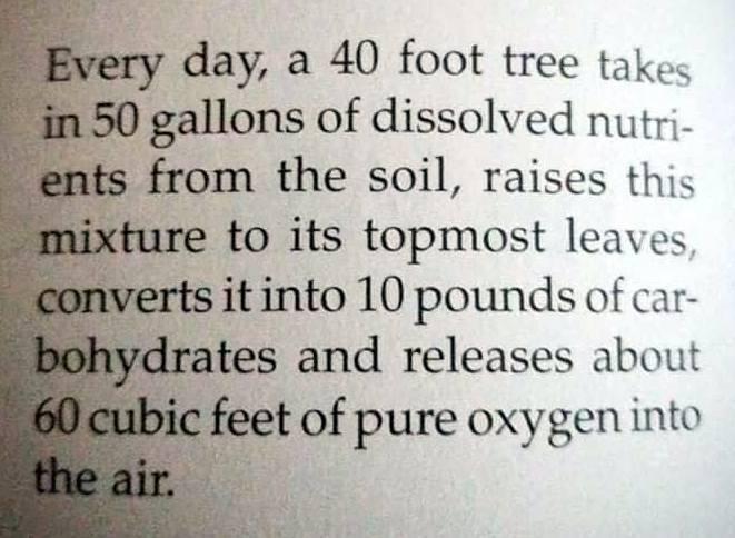 Every day, a 40 foot tree.... | Scrolller