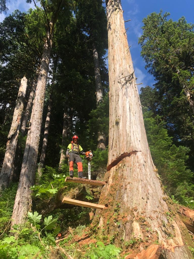 Falling big timber on the Pacific coast | Scrolller