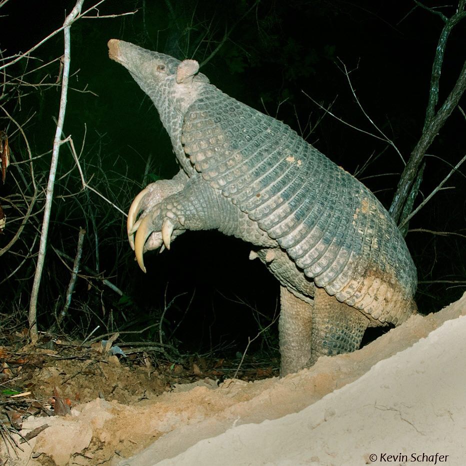 Few people have seen the giant armadillo (Priodontes maximus) in the ...