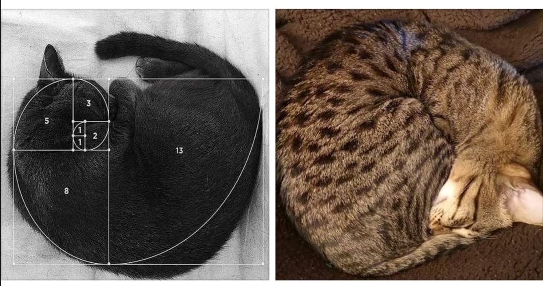 Fibonacci cat 😻 | Scrolller