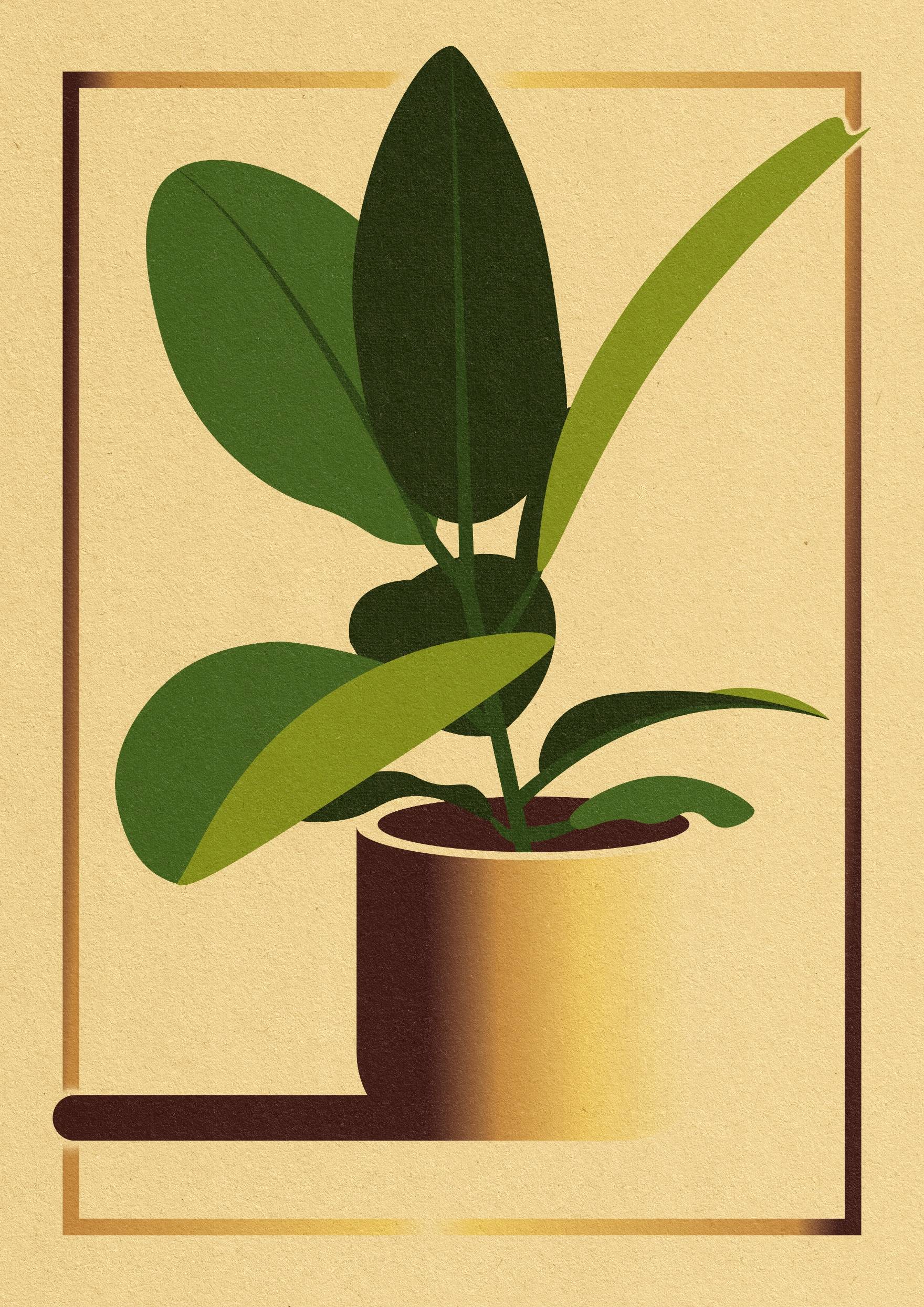 ficus-plant-scrolller