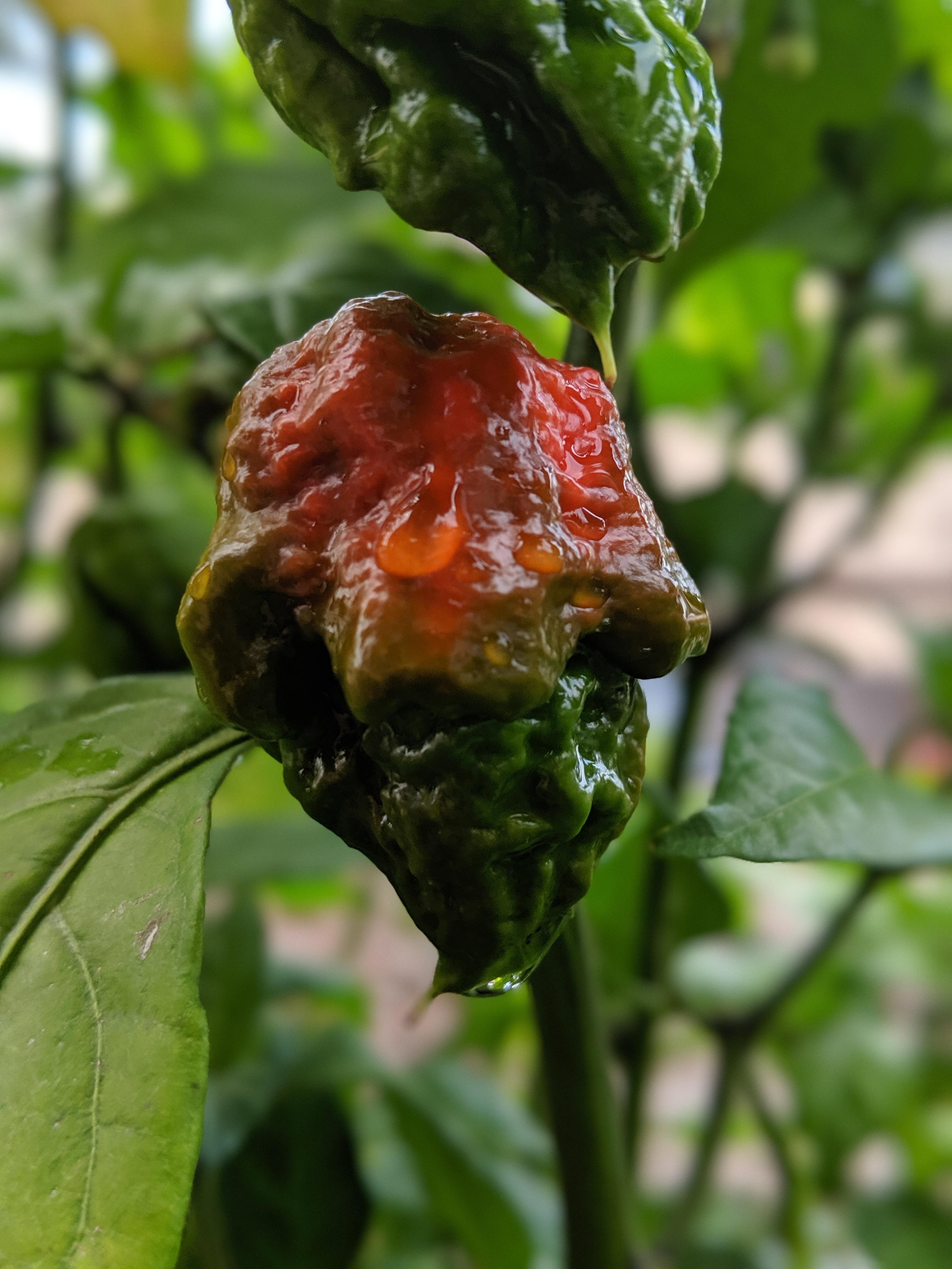 First time growing Carolina Reaper Scrolller