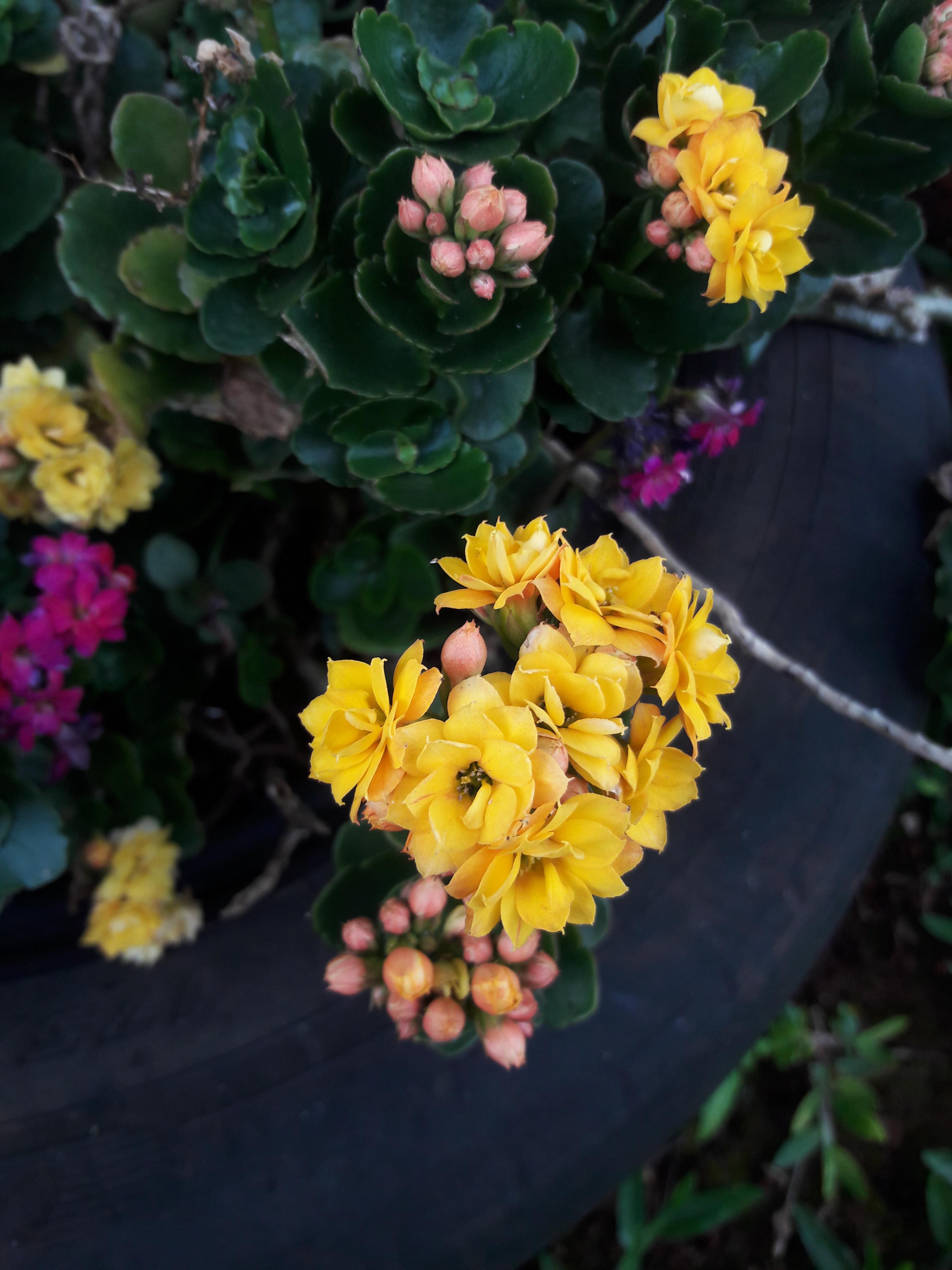 Flowers by me Scrolller