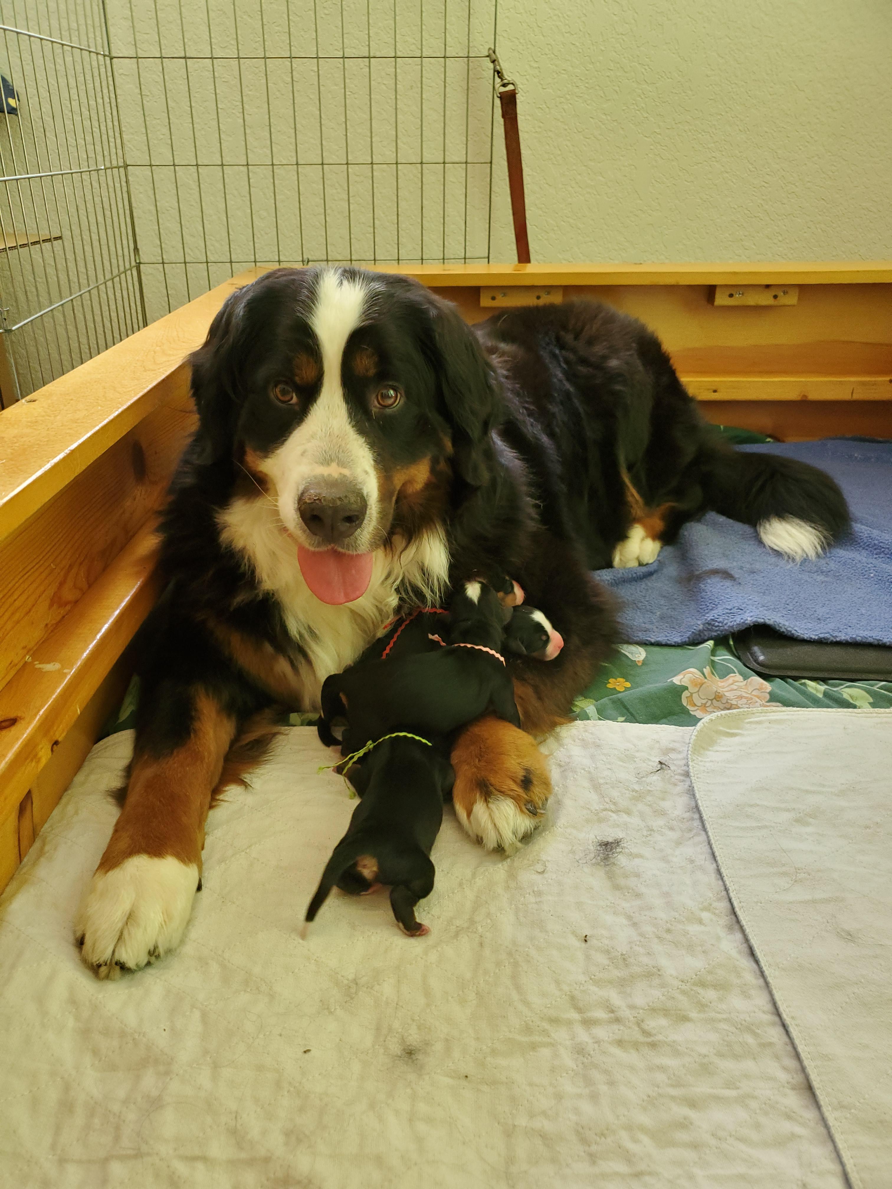 Four New Berner Babies in Our Pack! Born Last Night Scrolller