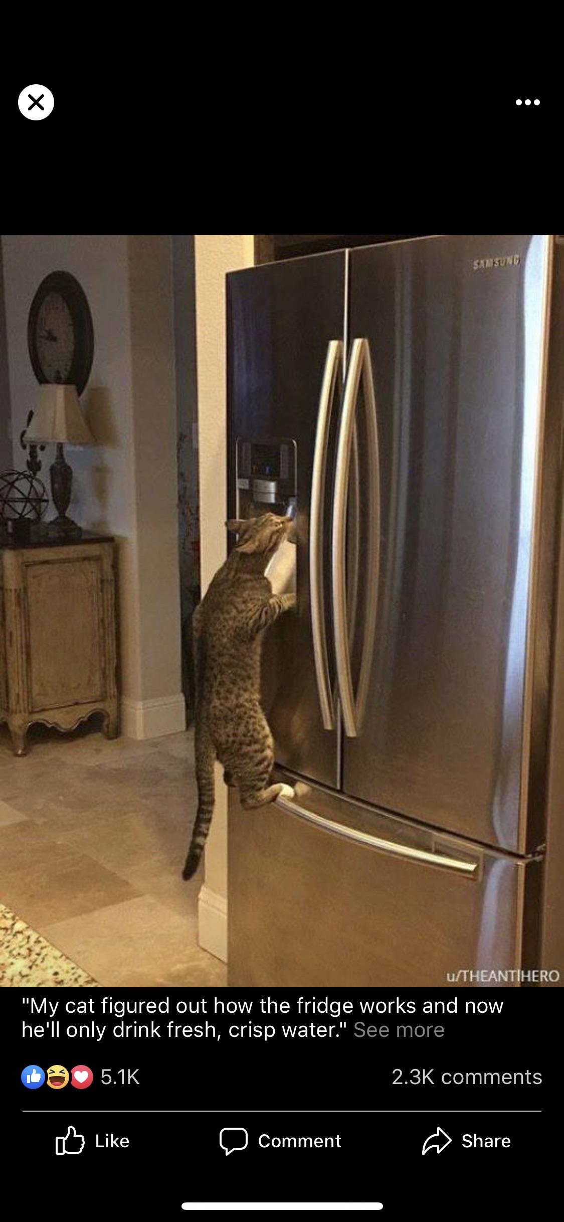 Fridge cat. | Scrolller