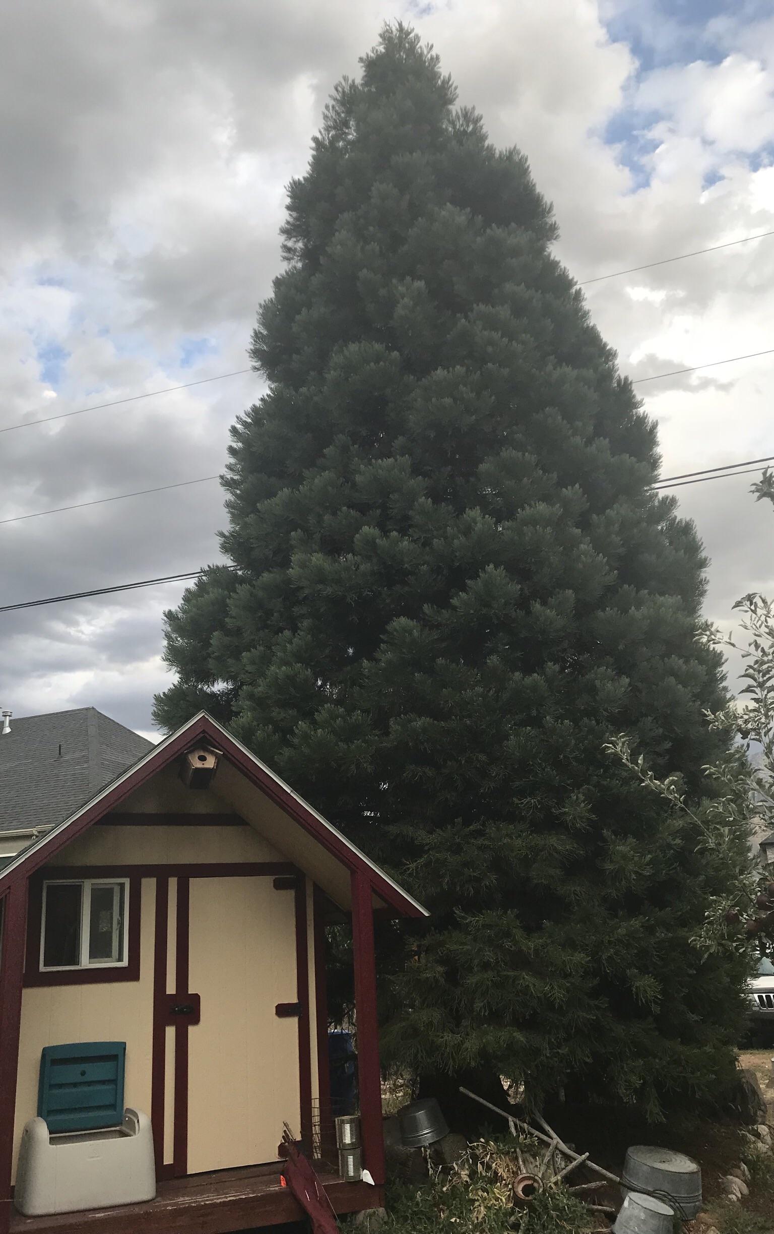 Giant Sequoia tree in my parents backyard. Planted at about one foot ...