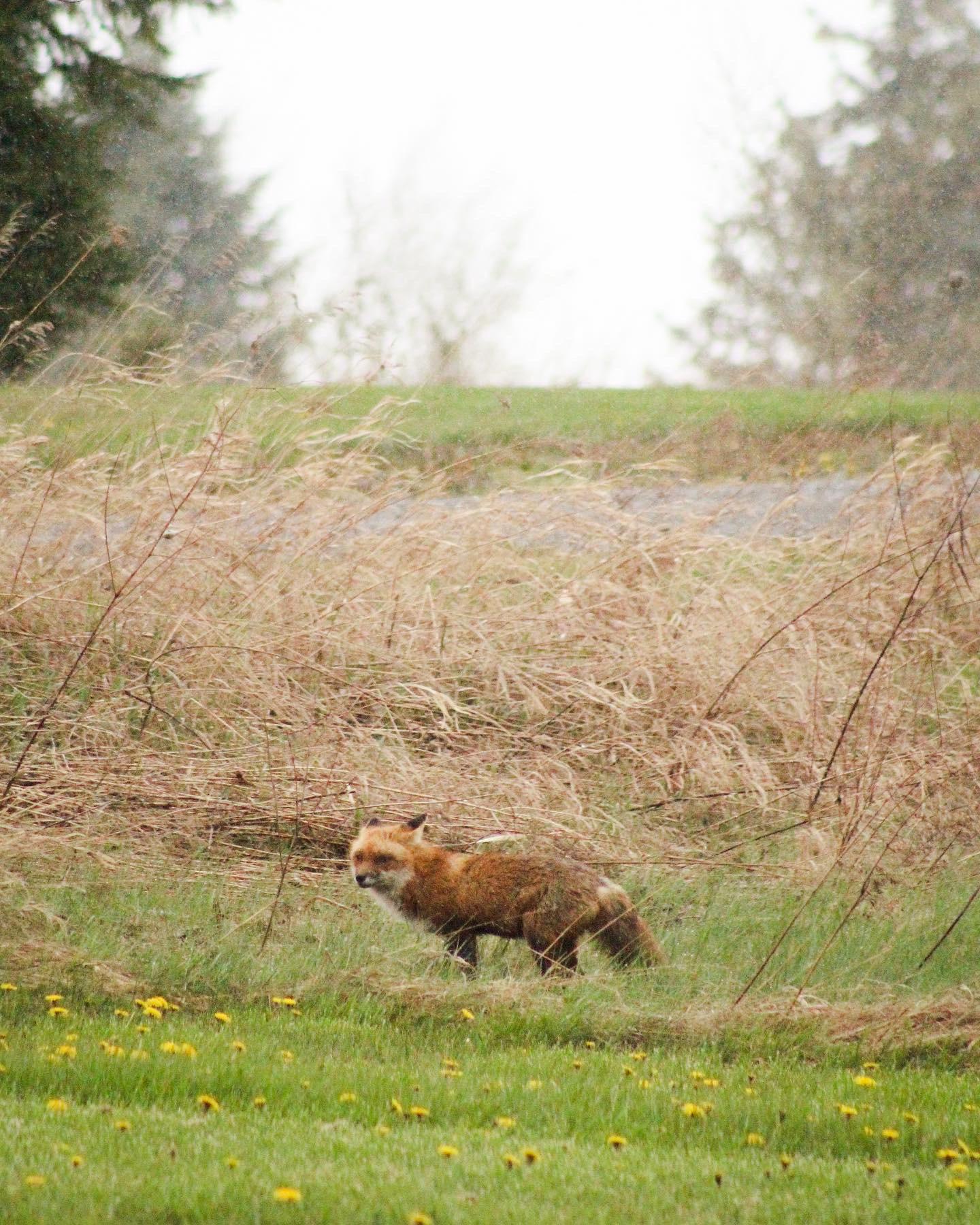 fox hunting in the rain in my yard yesterday Scrolller