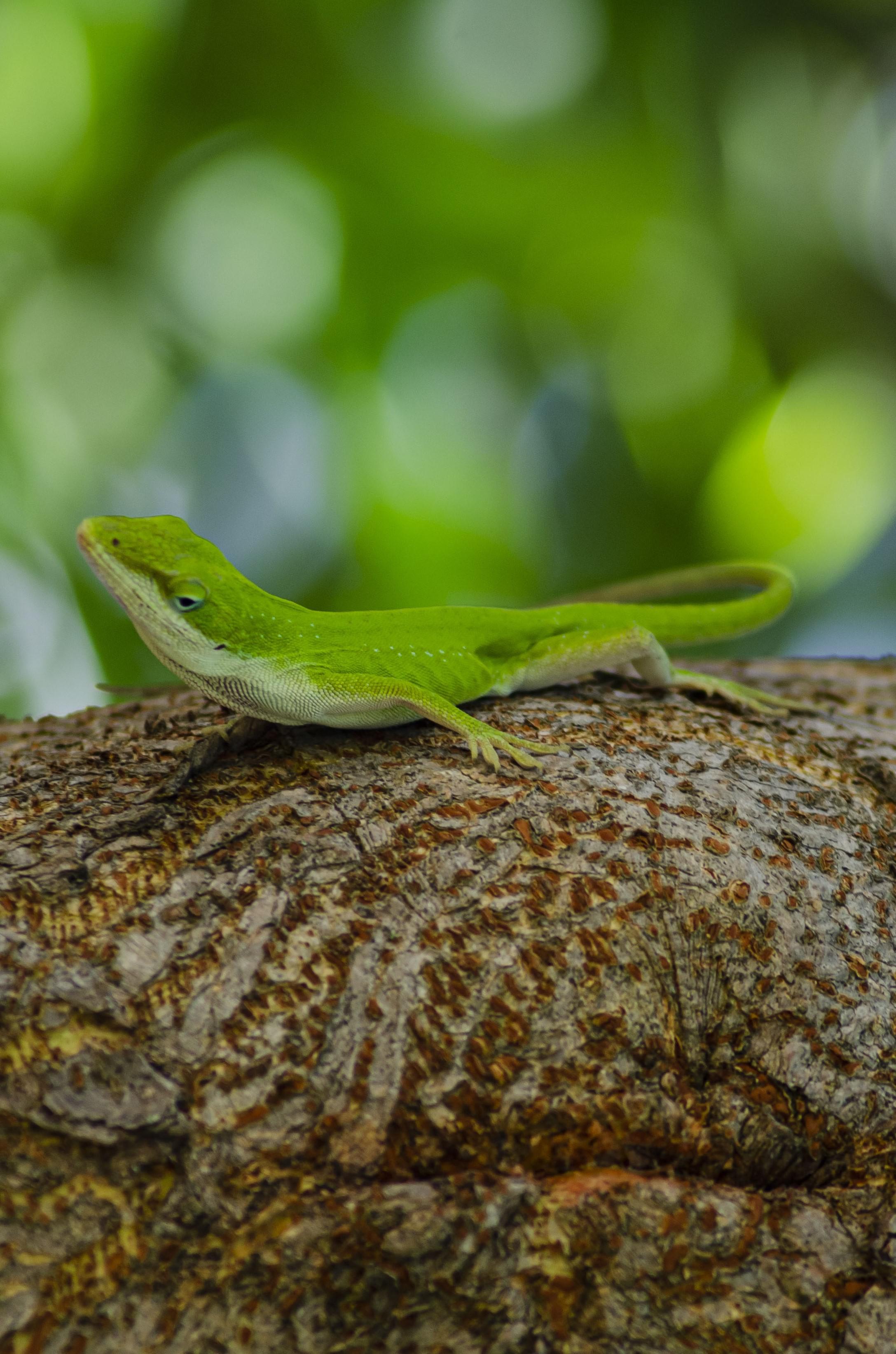 Green anole lizard on Mulberry tree limb [OC] San Antonio, Texas ...