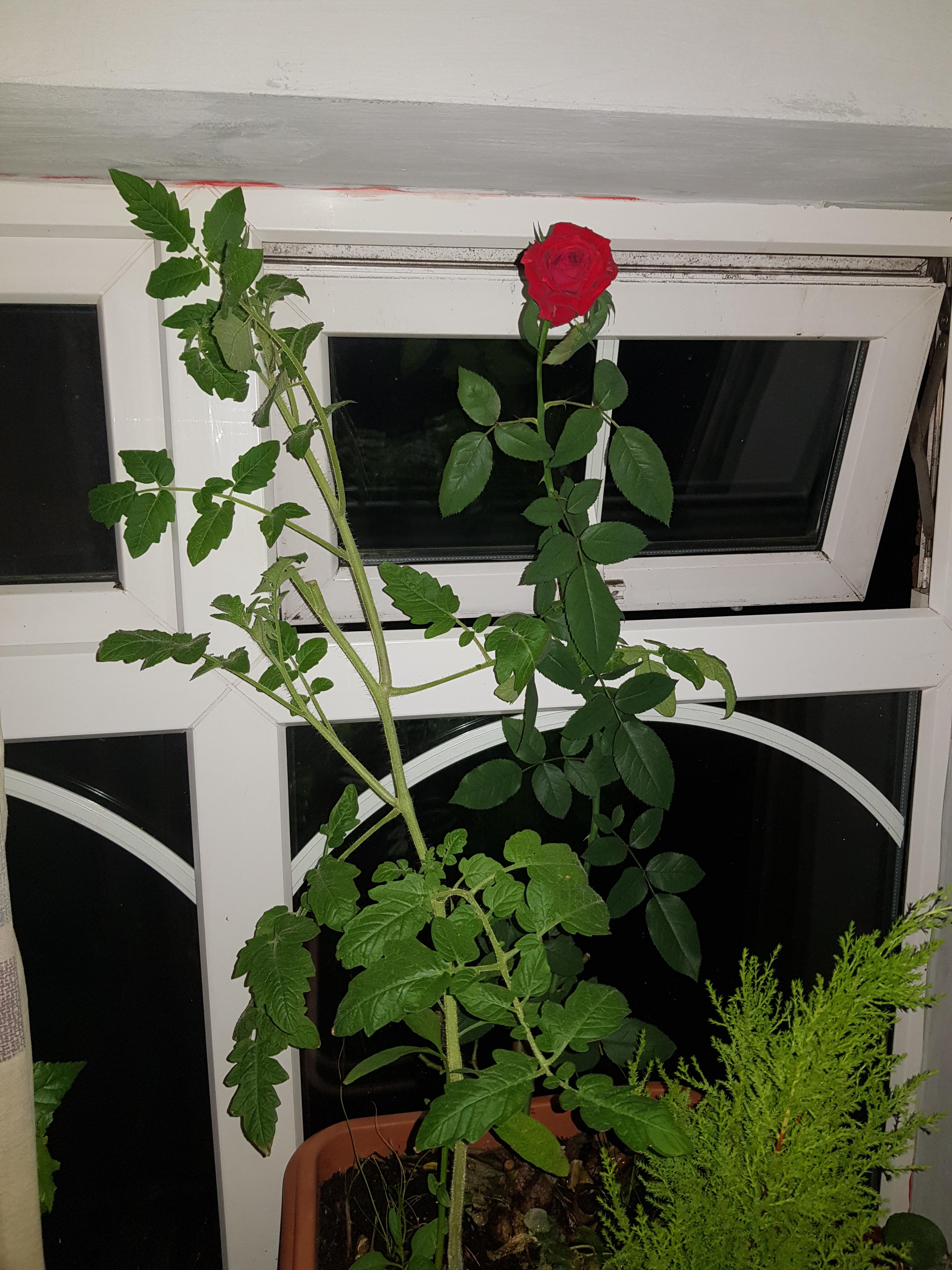 growing-a-rose-bush-inside-got-one-rose-currently-scrolller