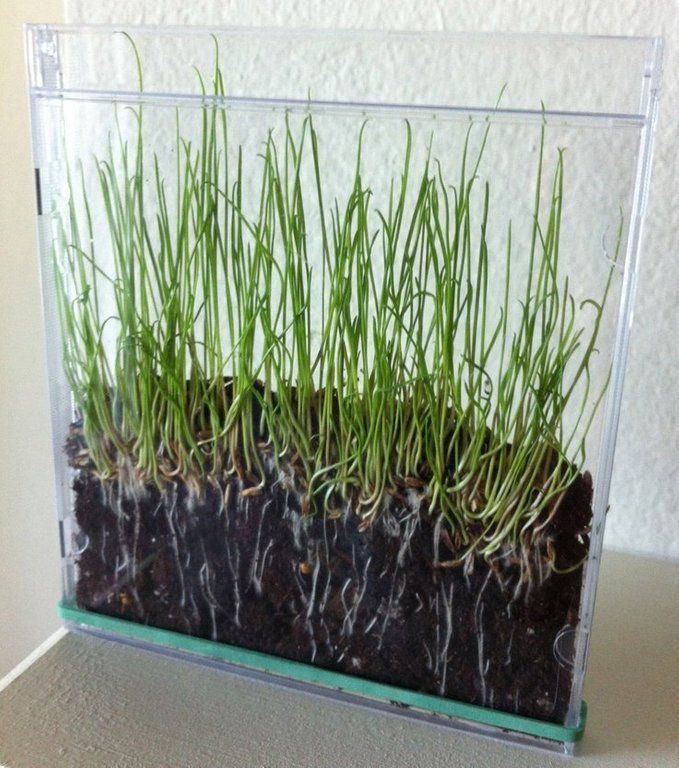 growing-grass-seeds-in-a-cd-case-scrolller