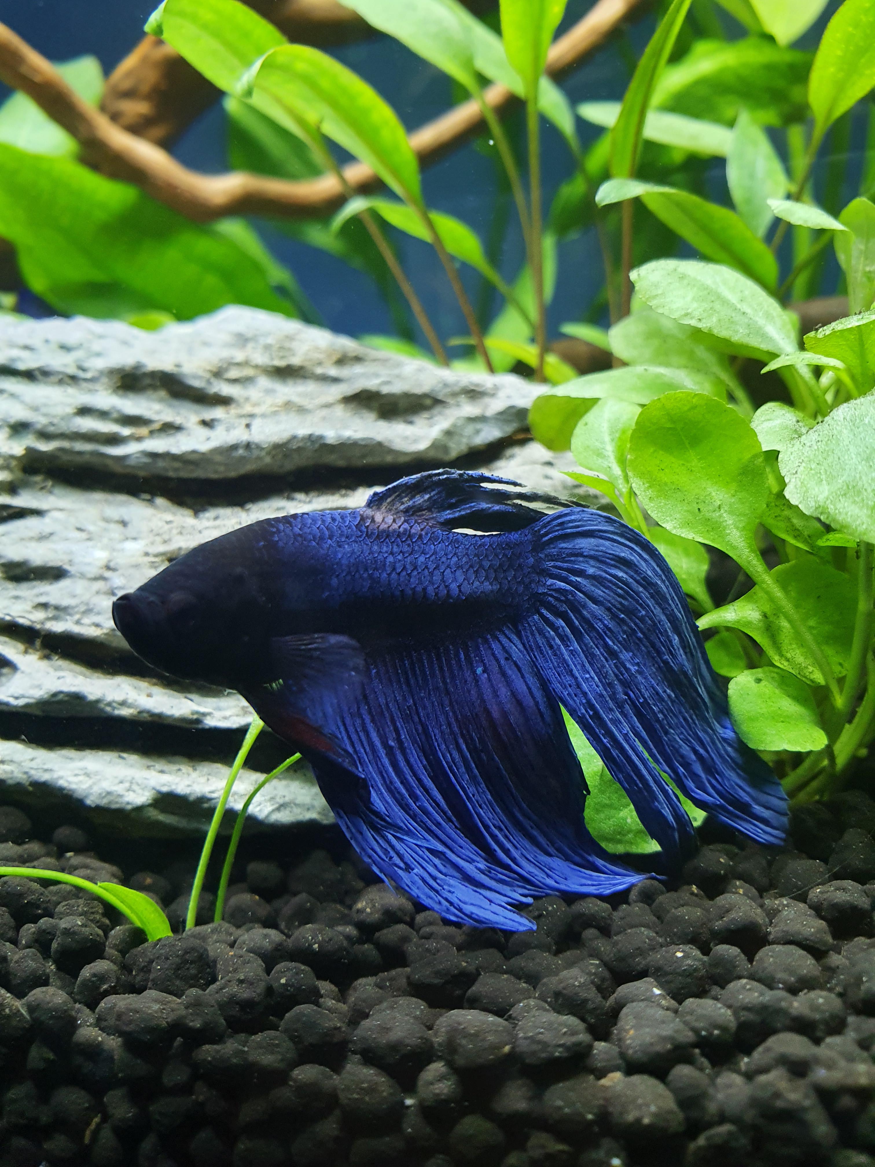 hello-betta-lovers-do-you-knoe-what-ist-that-i-mean-that-white-spot-on-his-back-also-his