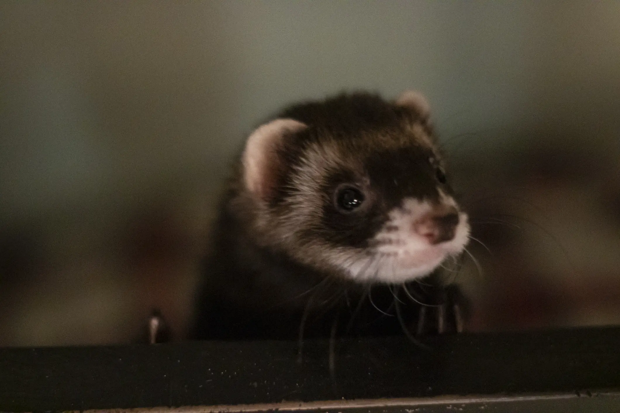 Her name is Swiffer, a couple years old :)