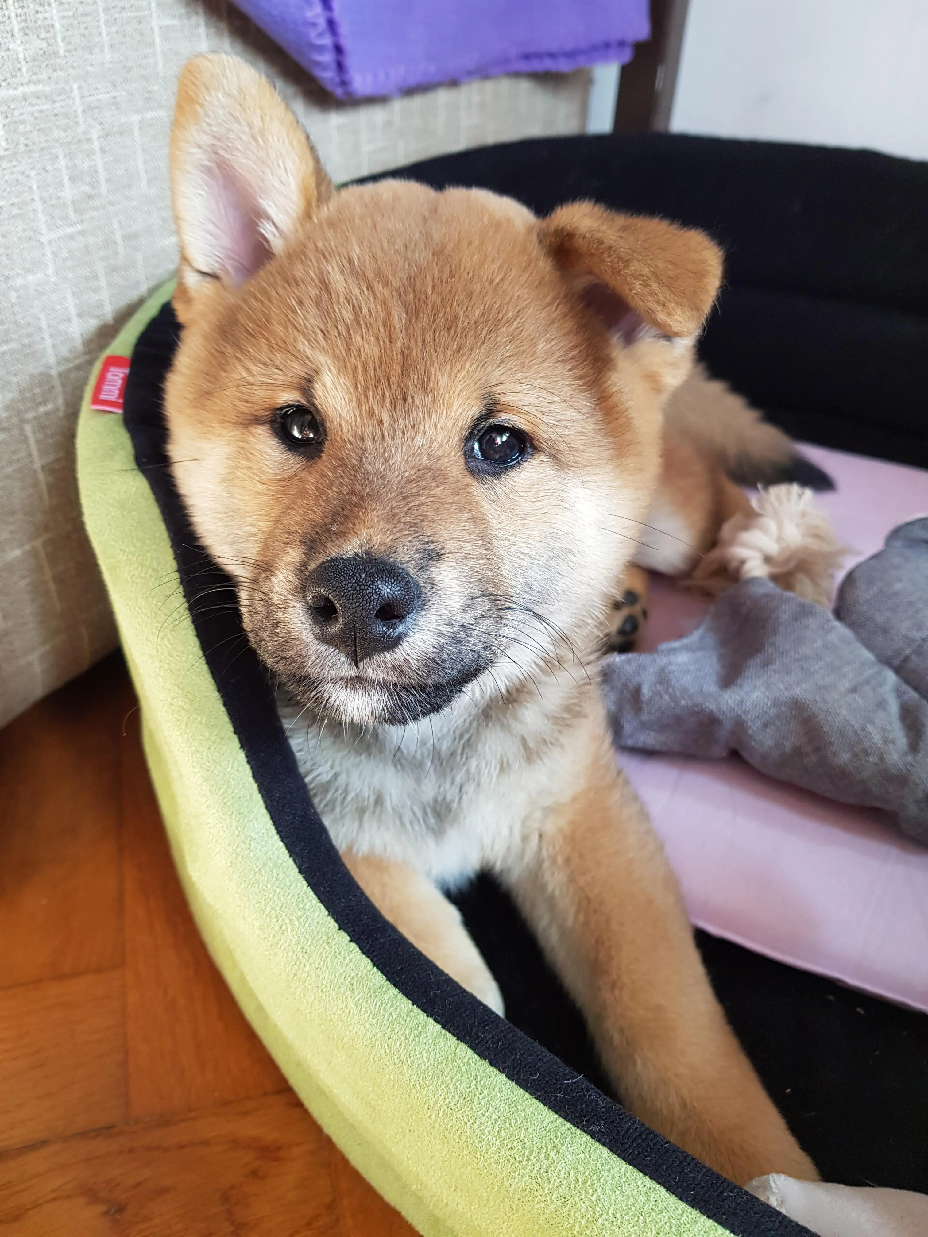 Hi Reddit! Meet Zuko, a 9 weeks old good boy