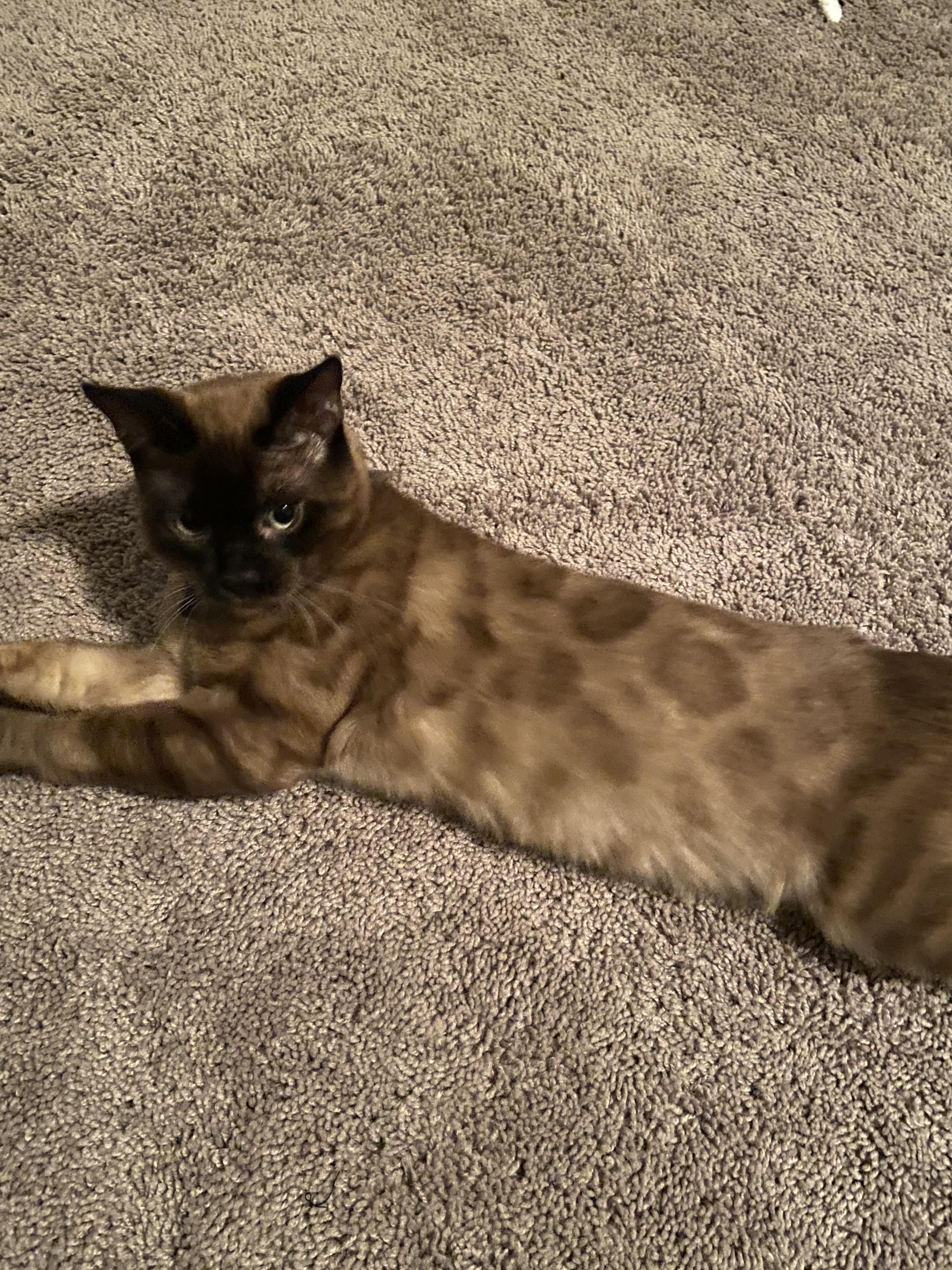 Hi! This is Sirius, and we're new here. He is 7 months old and I was