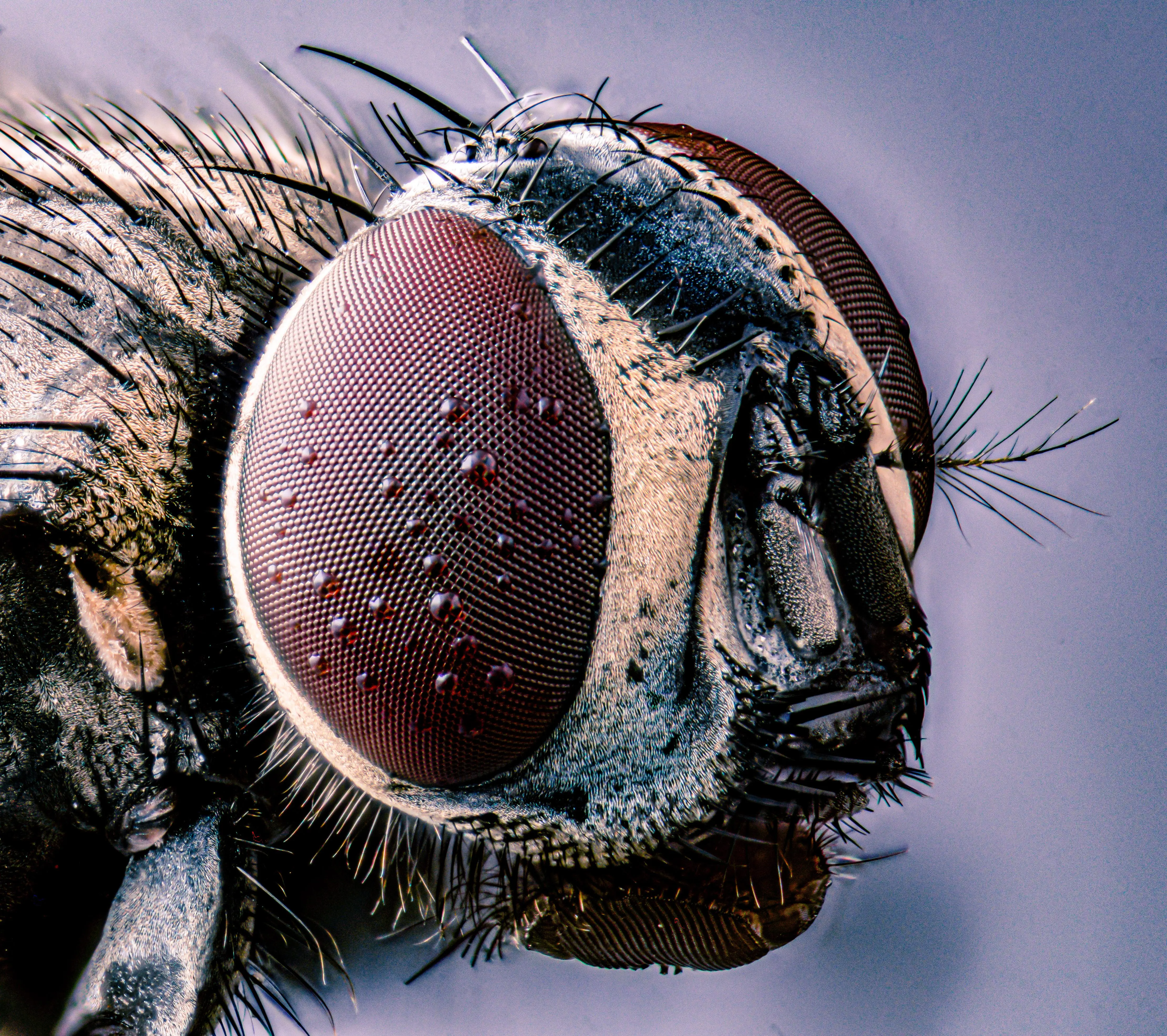 House fly eye [OC] [4440x3942] | Scrolller