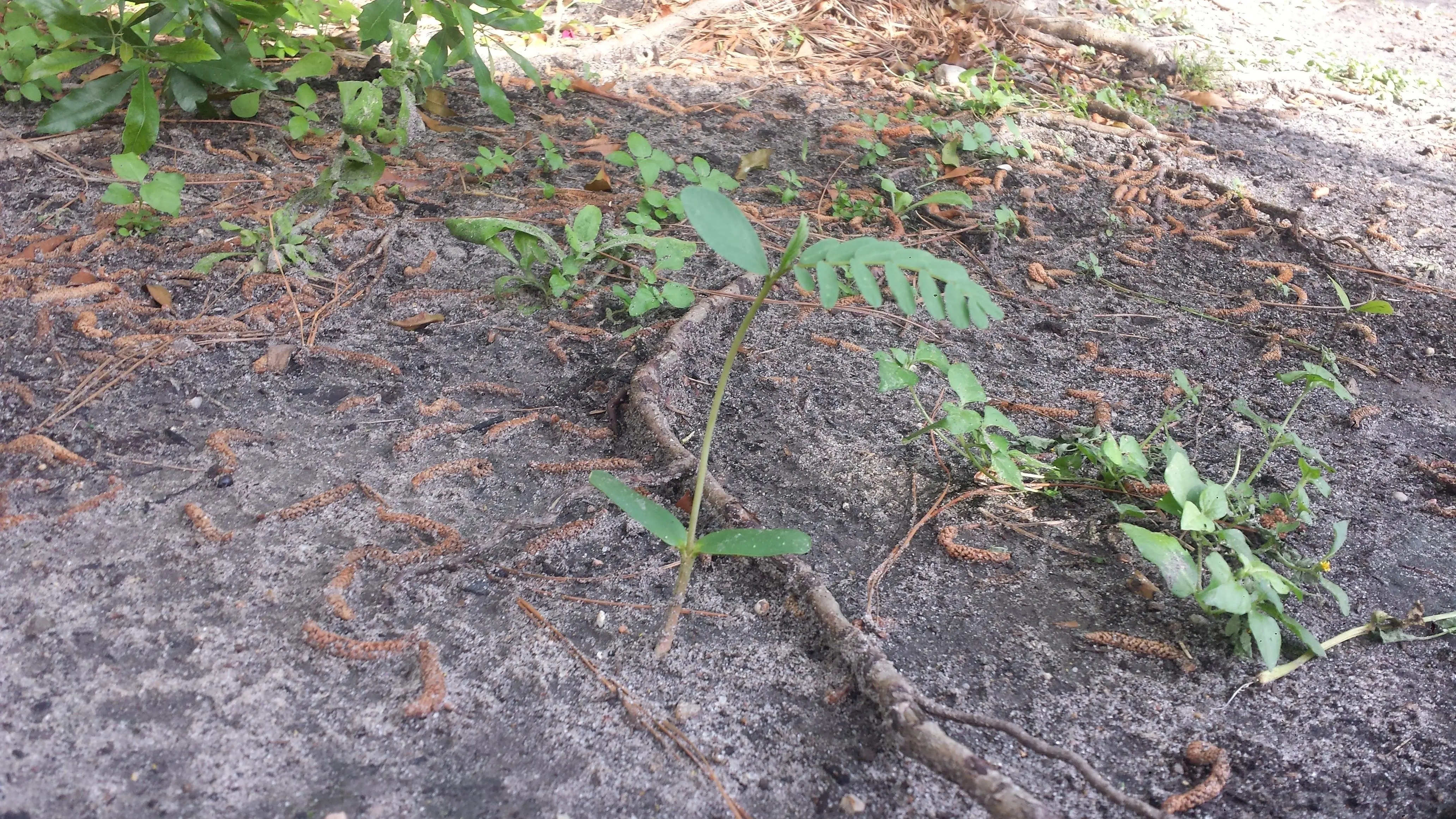 [Houston]Please identify the fern in the center of the image -- one ...