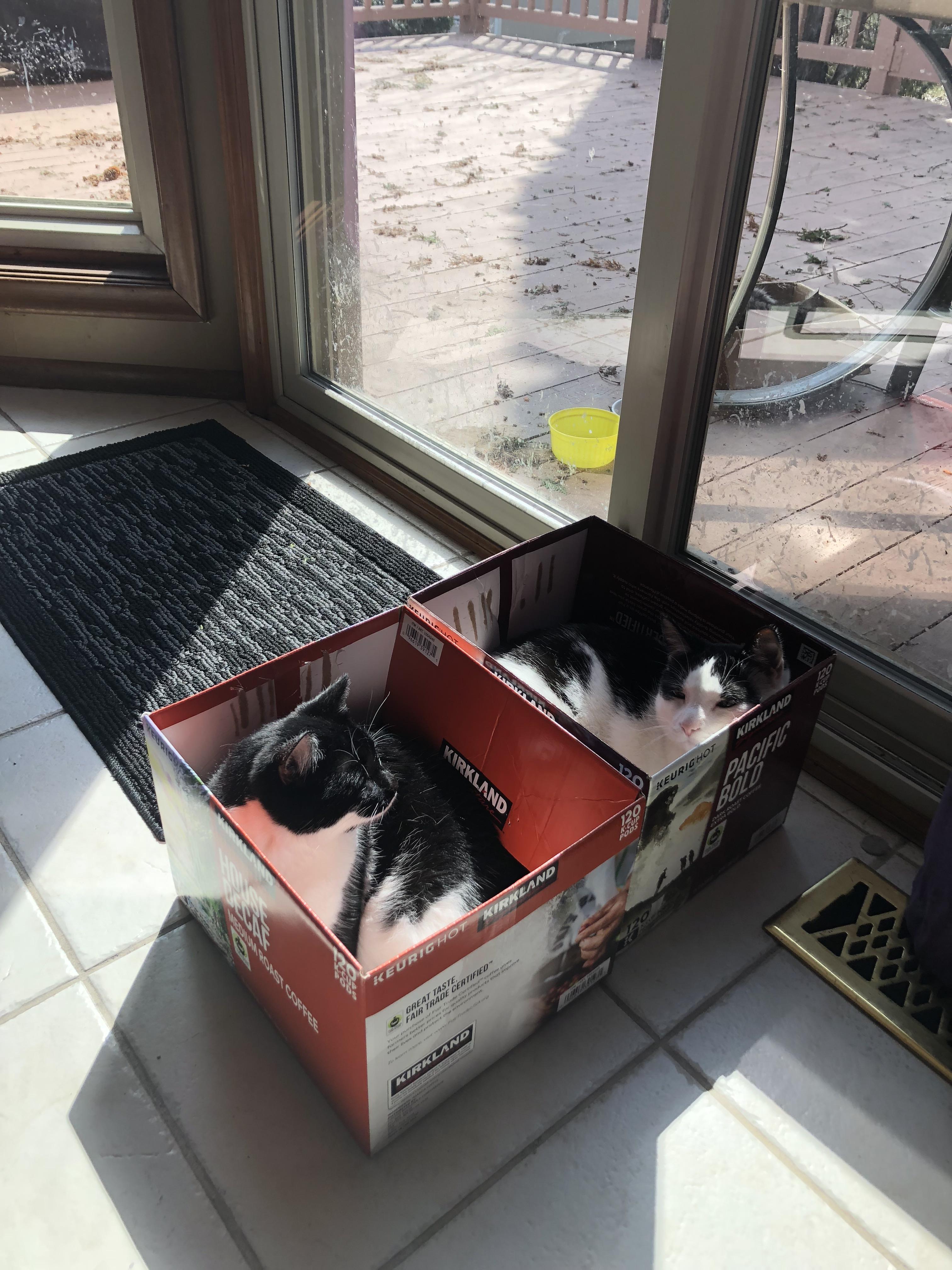 how-many-cats-in-boxes-do-you-see-scrolller