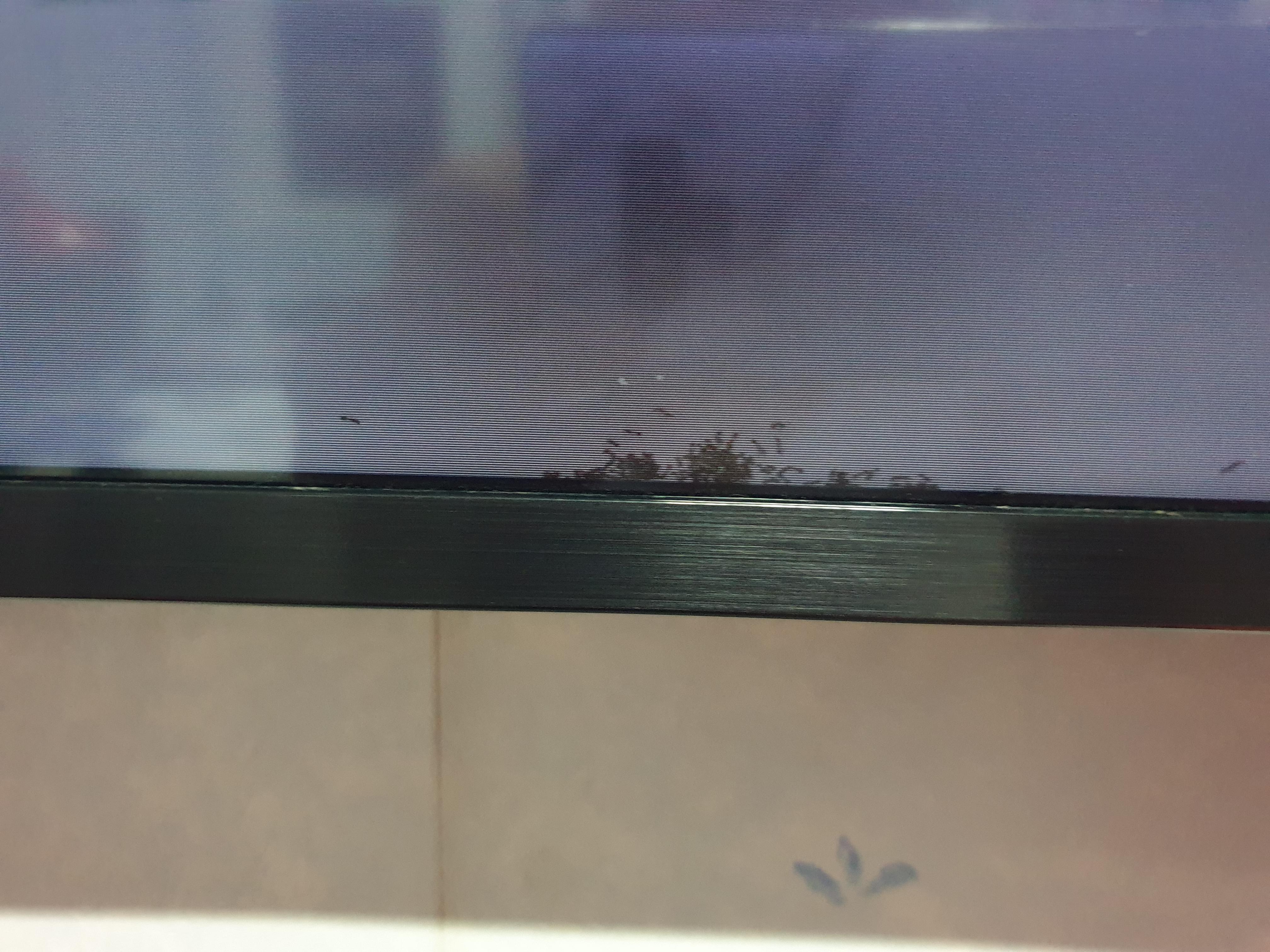 How TF did ants get in my TV and how TF to do you even get it out