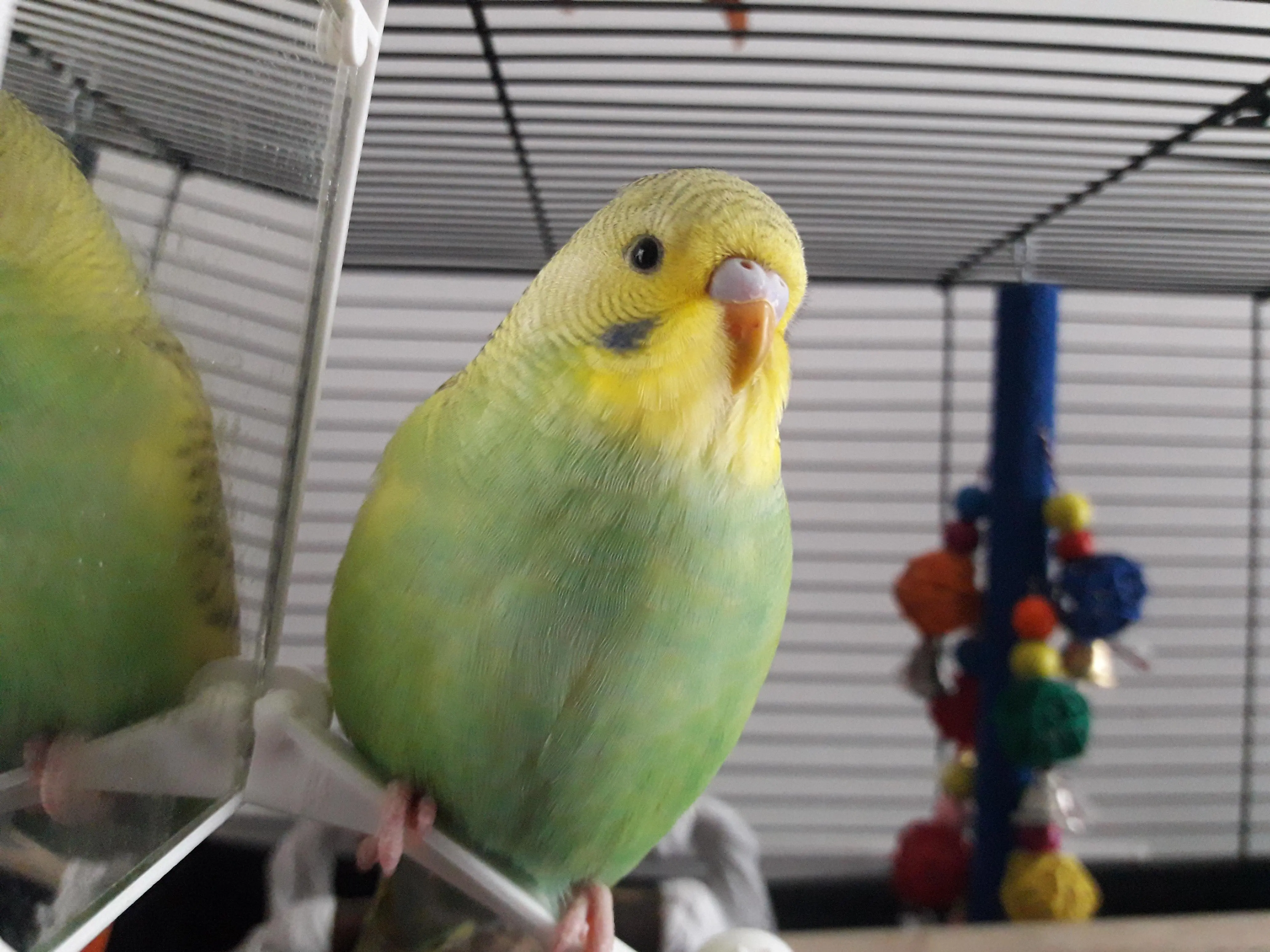 How to appreciate parakeets/birds in general (info in comments) | Scrolller