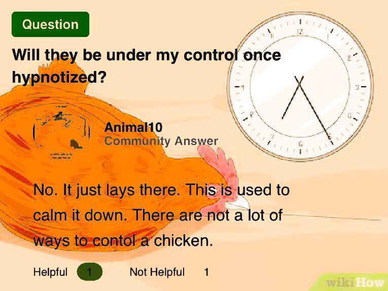 How to Hypnotize a Chicken. Scrolller