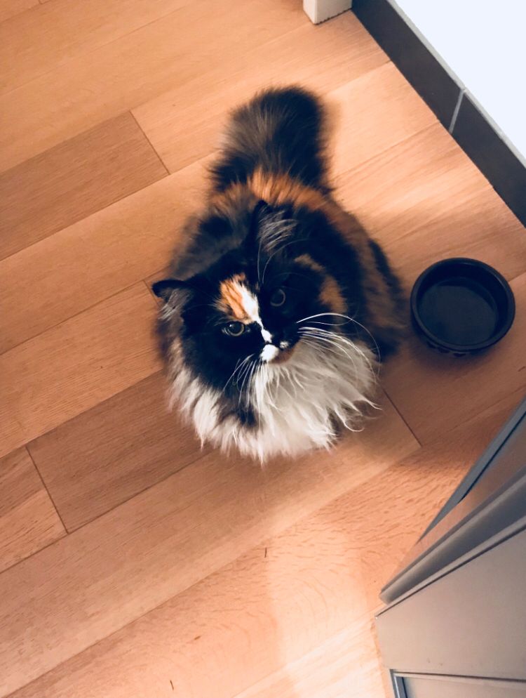 Hungry Floof Scrolller