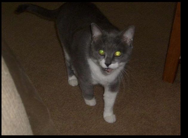 Hungry Hungry Kitty | Scrolller