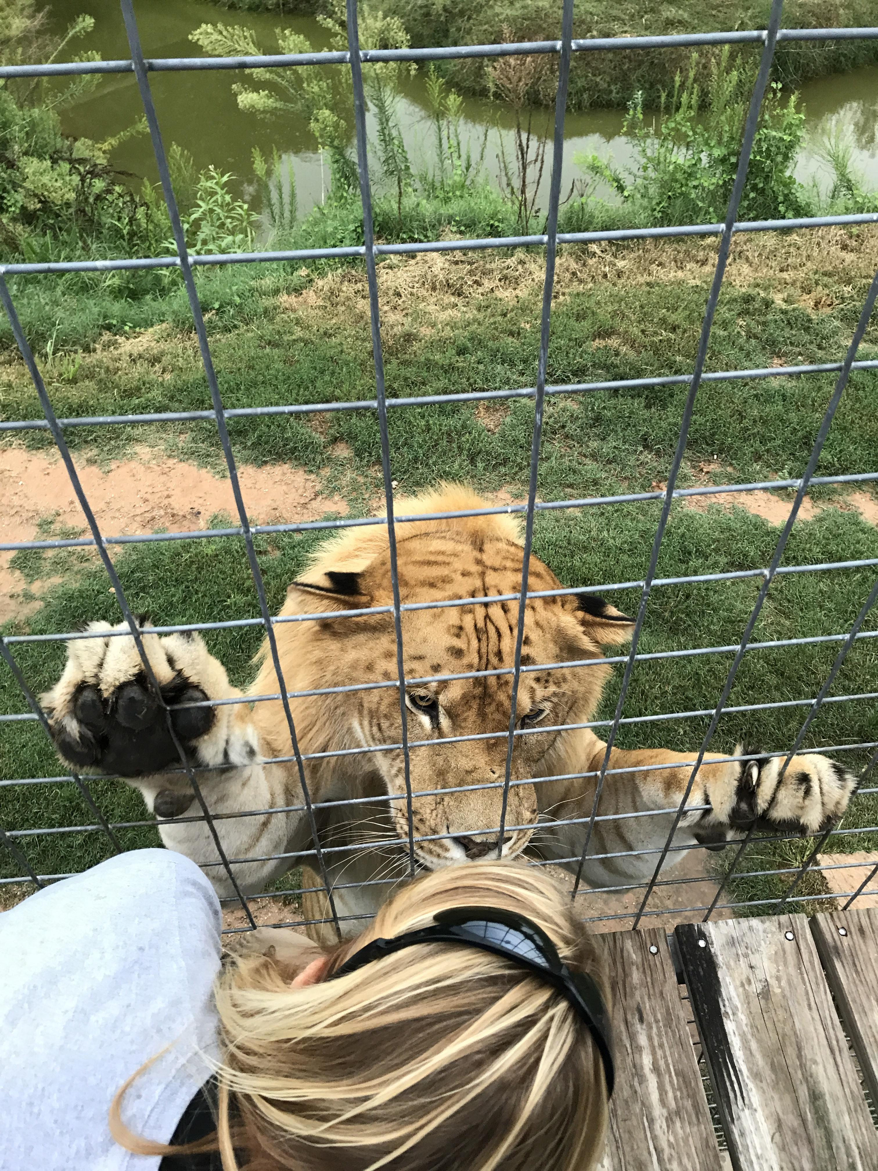 Liger Names I fed the worlds largest liger. His name is Levi, he is awesome ...