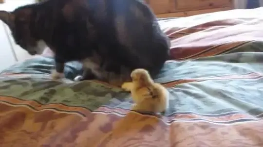 I guess I am the mother Hen Now