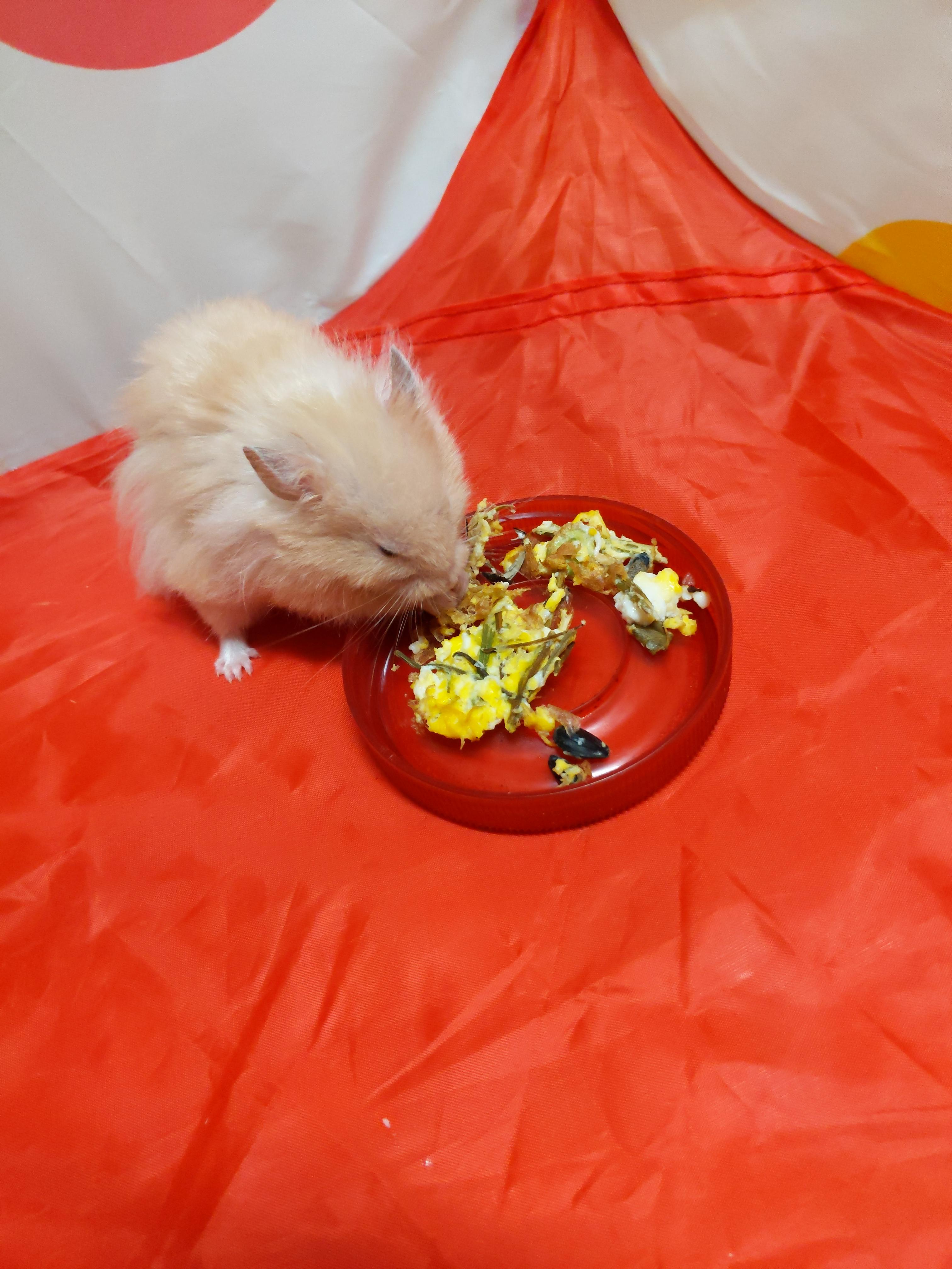 I made my hamster and I eggs for breakfast. Mine were regular eggs
