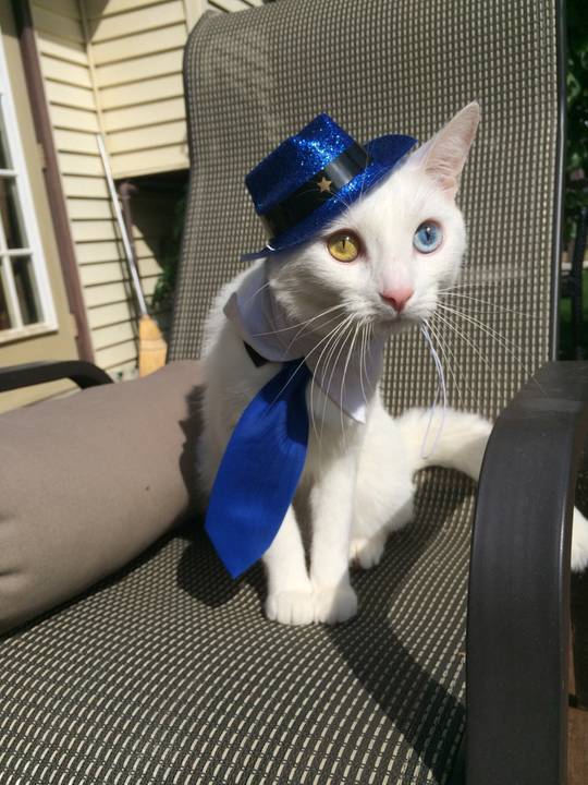 Cat in hat and tie