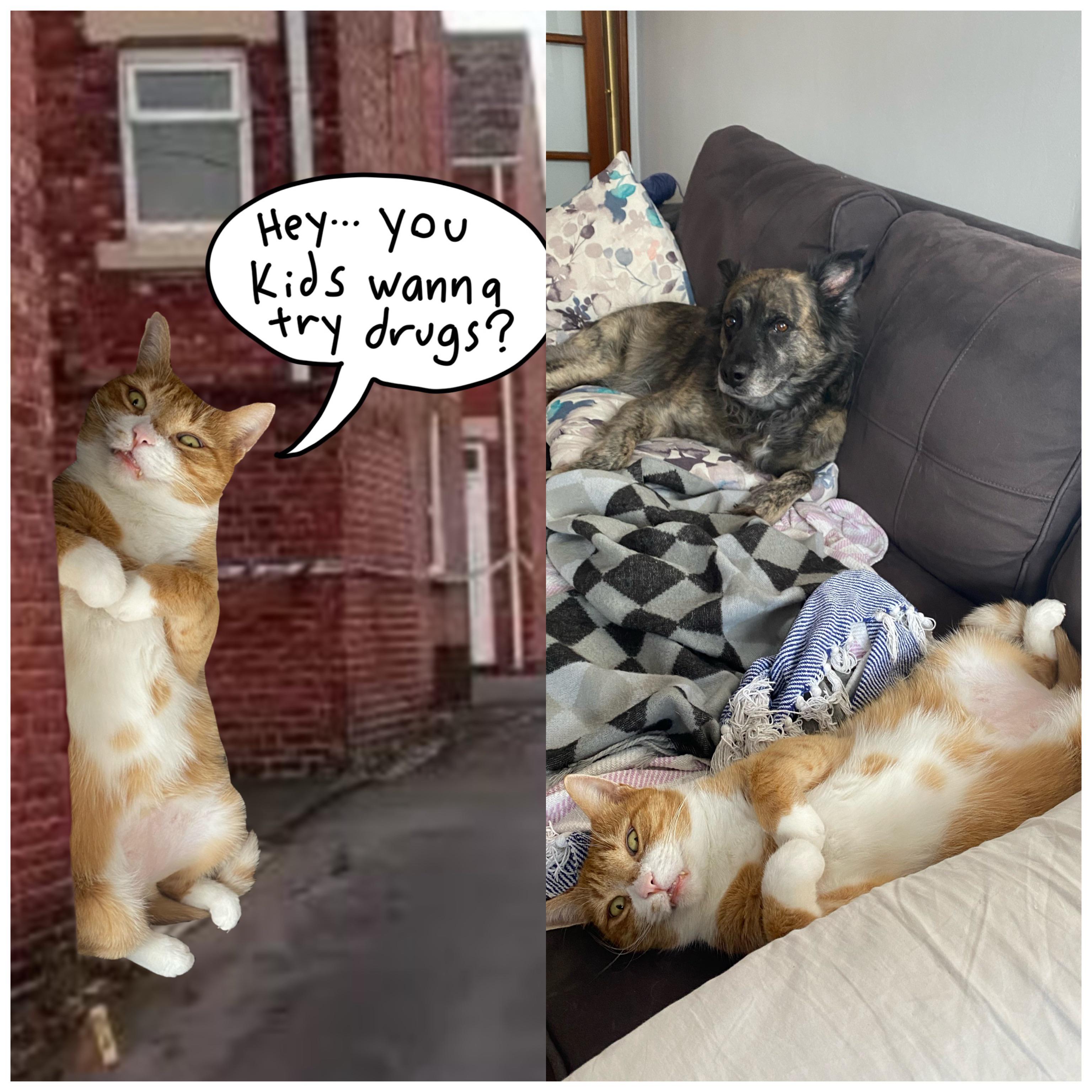 I turned my cat into a drug dealer. Scrolller