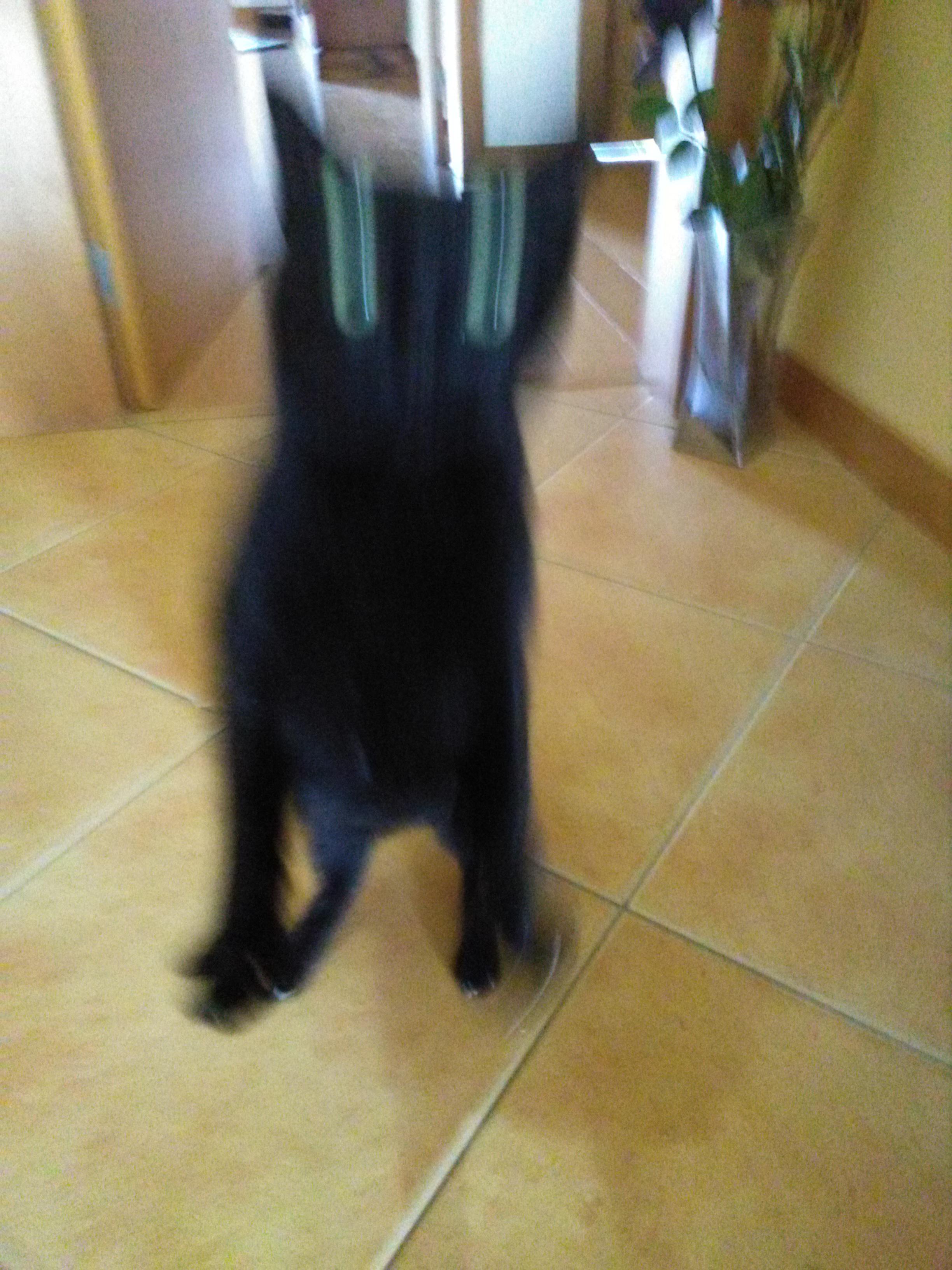 I Was Trying To Take A Nice Picture Of Our Current Foster Cat Failed