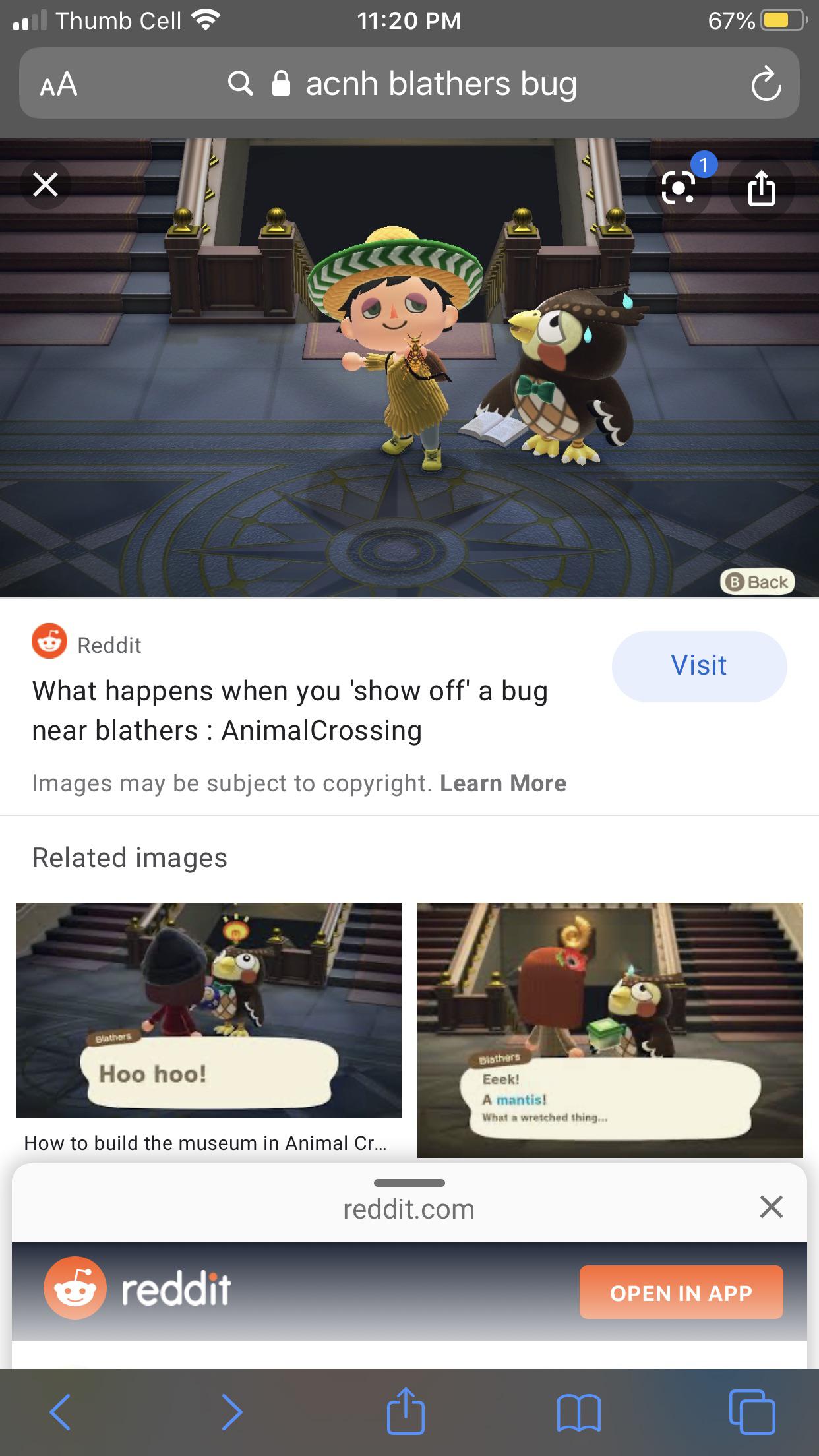 In Animal Crossing New Horizons, if you show off a bug next to blathers