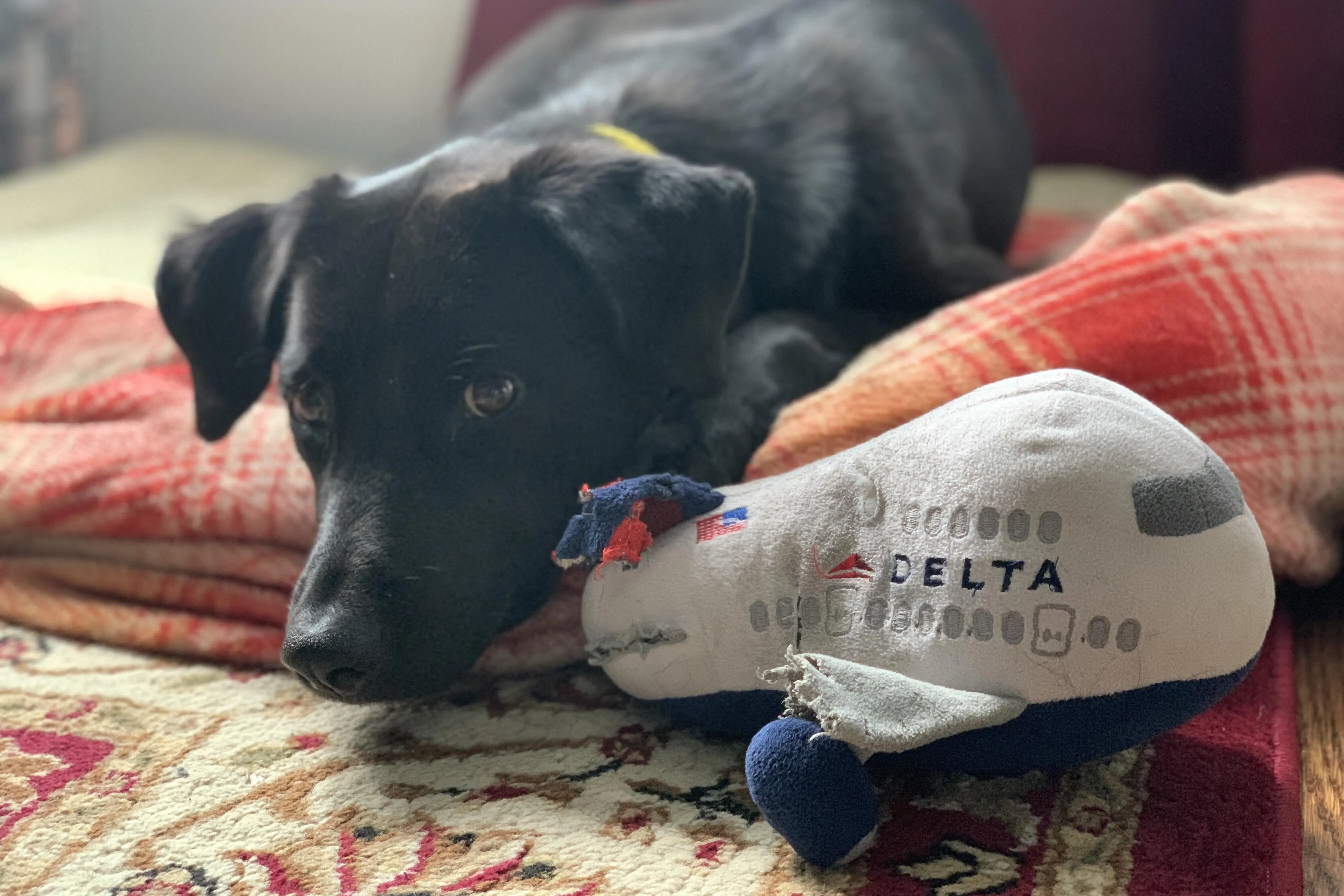 Inspired by yesterday’s cat picture, here’s a photo of our black lab ...